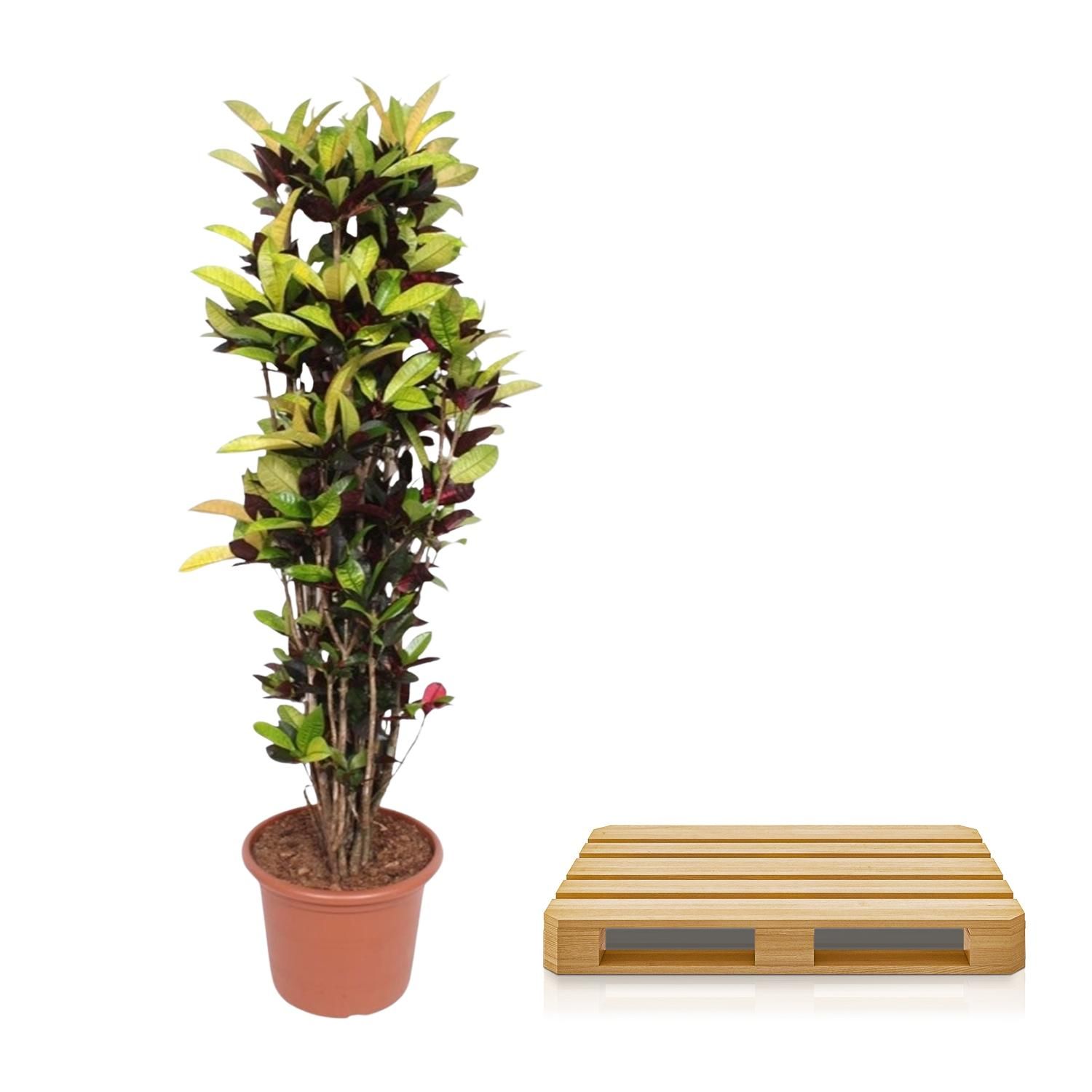 Codiaeum Iceton Farbiger Croton für Innenräume