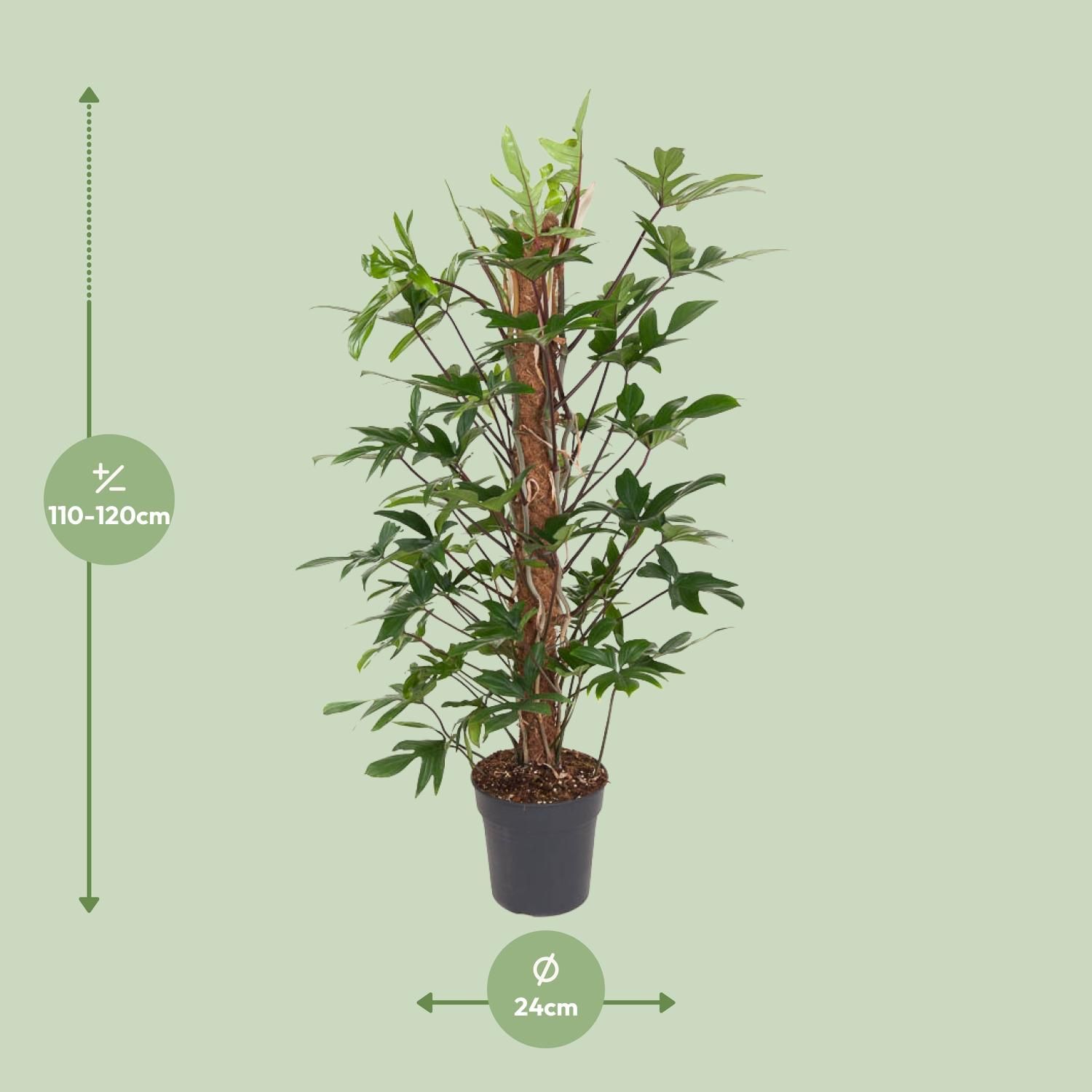 Philodendron Pedatum Zimmerpflanze