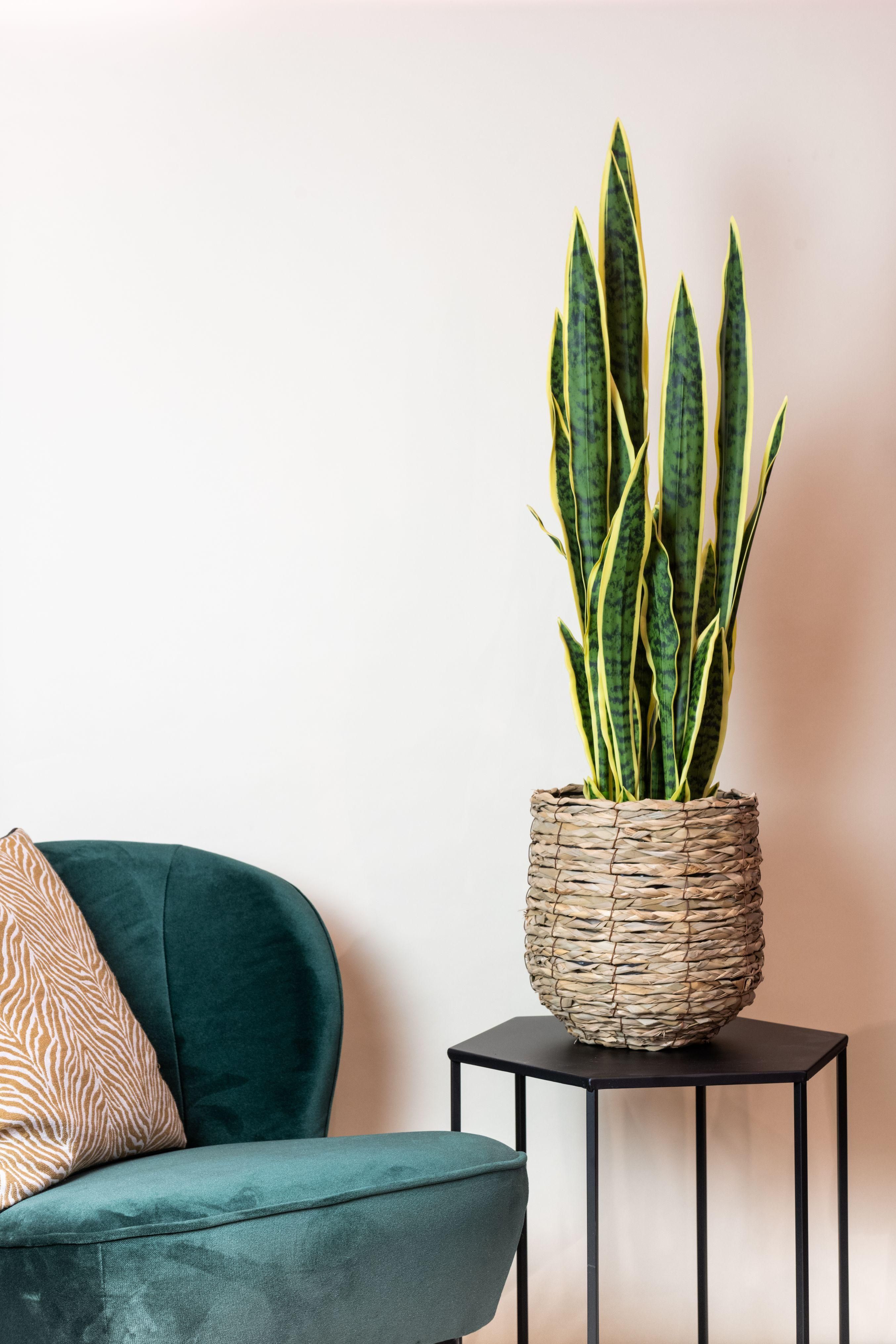 Kunstpflanze Sanseveria Trifasciata Frauenzunge