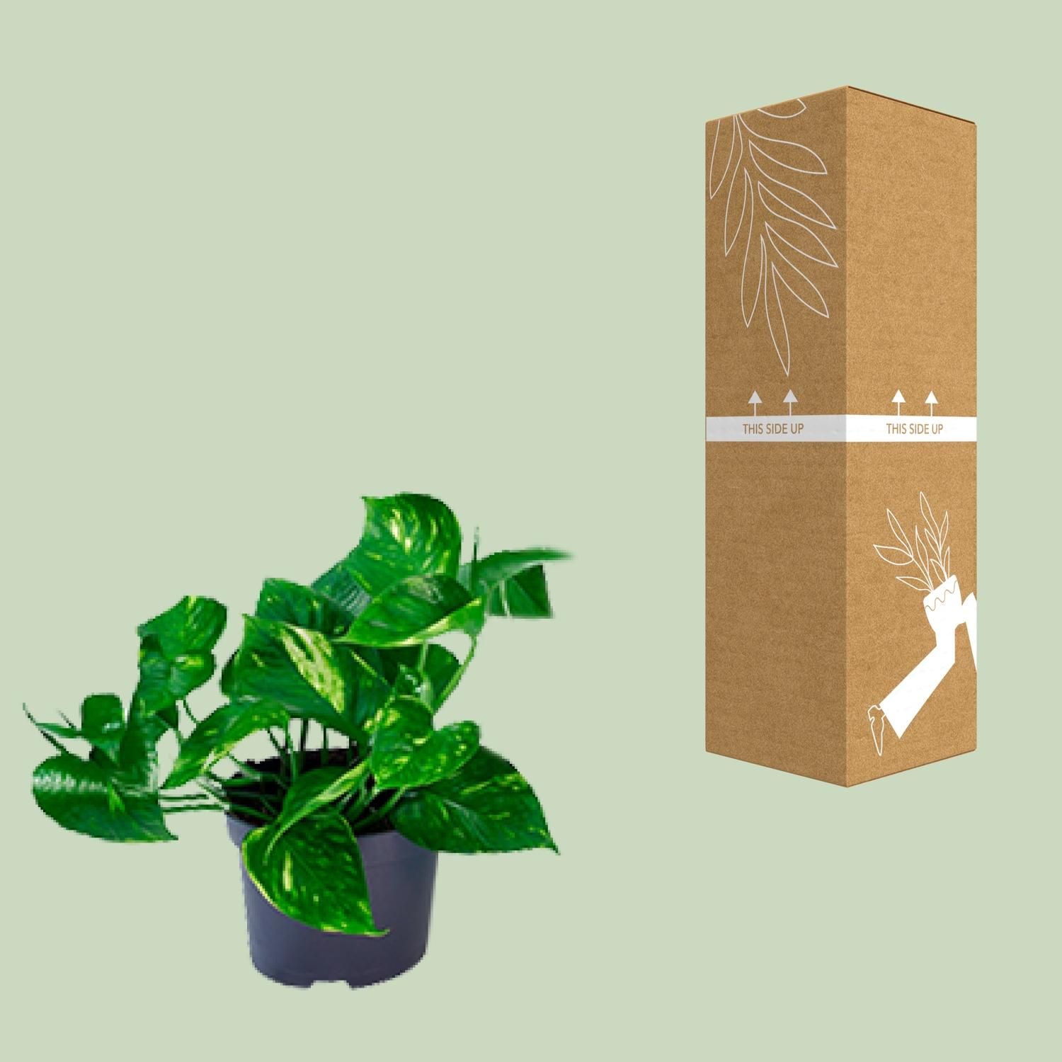 Epipremnum Aureum Zimmerpflanze