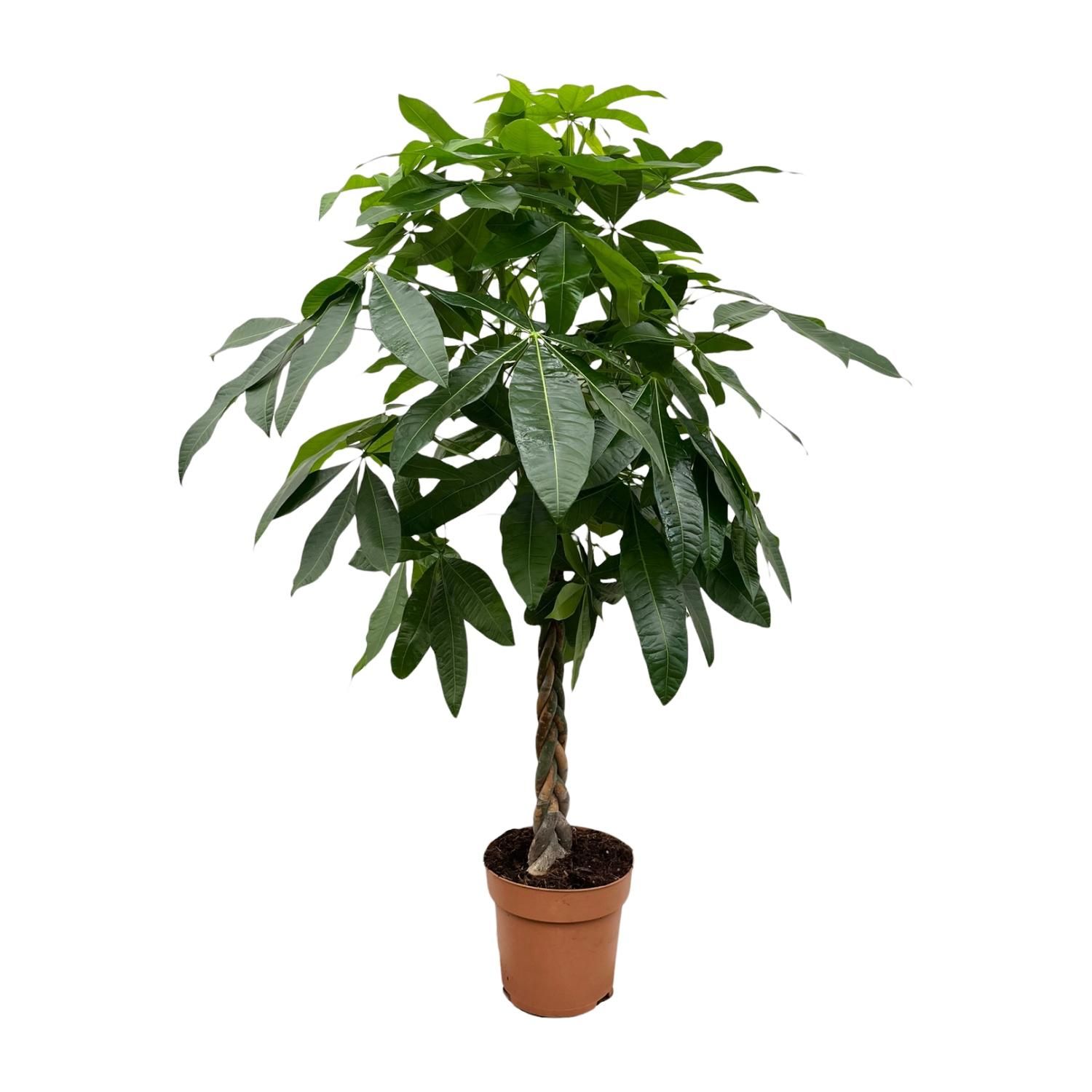 Pachira Aquatica Geldbaum Zimmerpflanze
