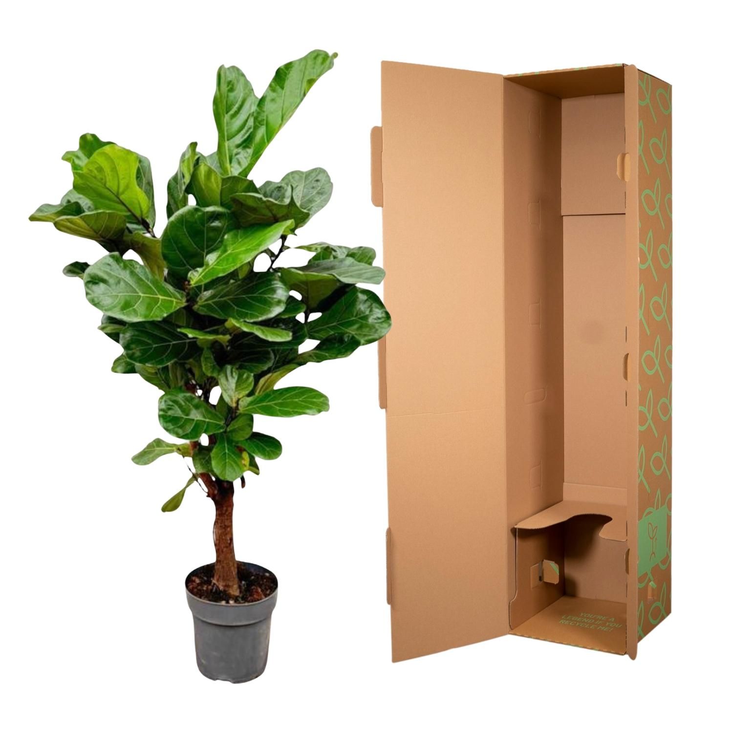 Ficus Lyrata Geigenfeige Zimmerpflanze