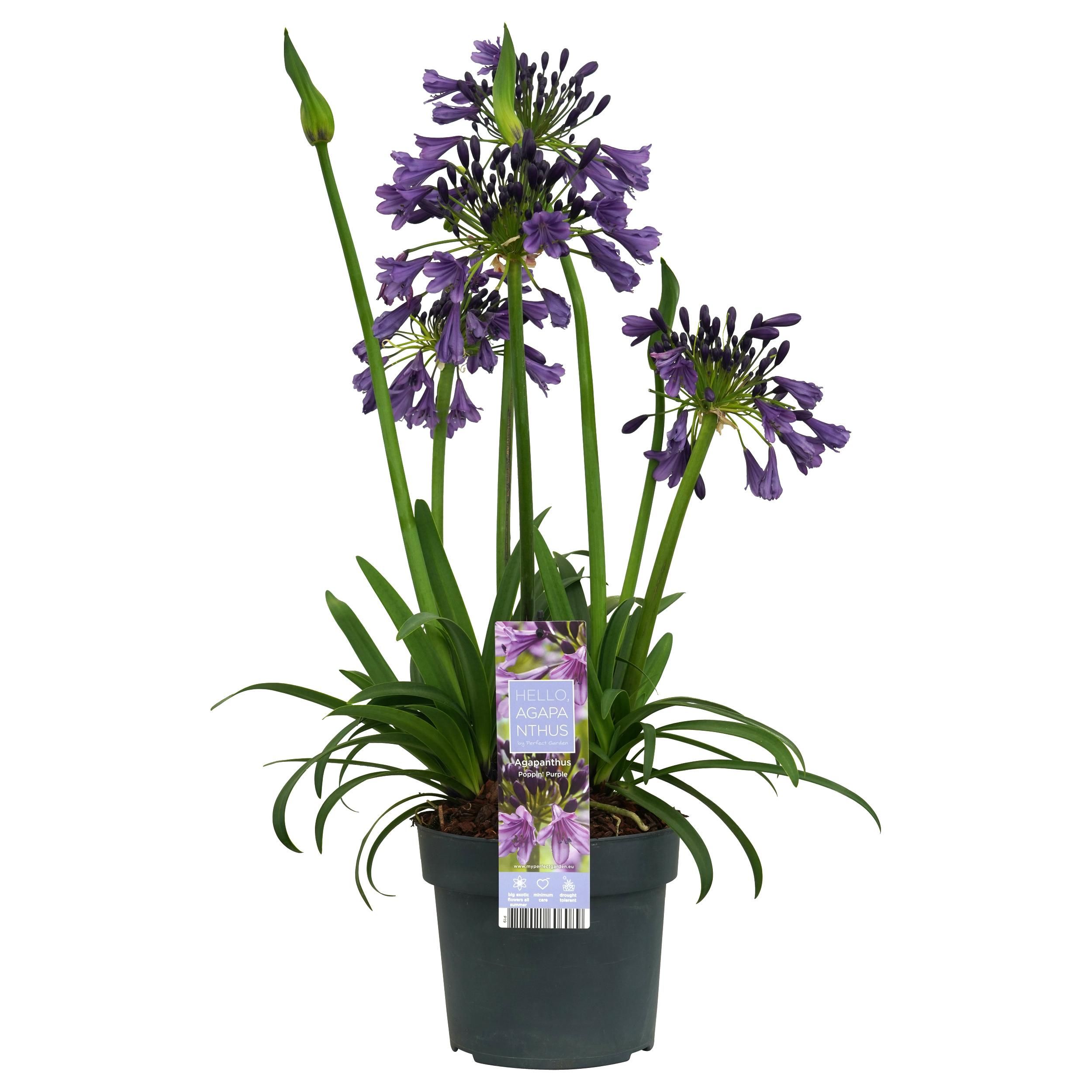 Agapanthus Poppin Purple mit intensiven lila Blüten