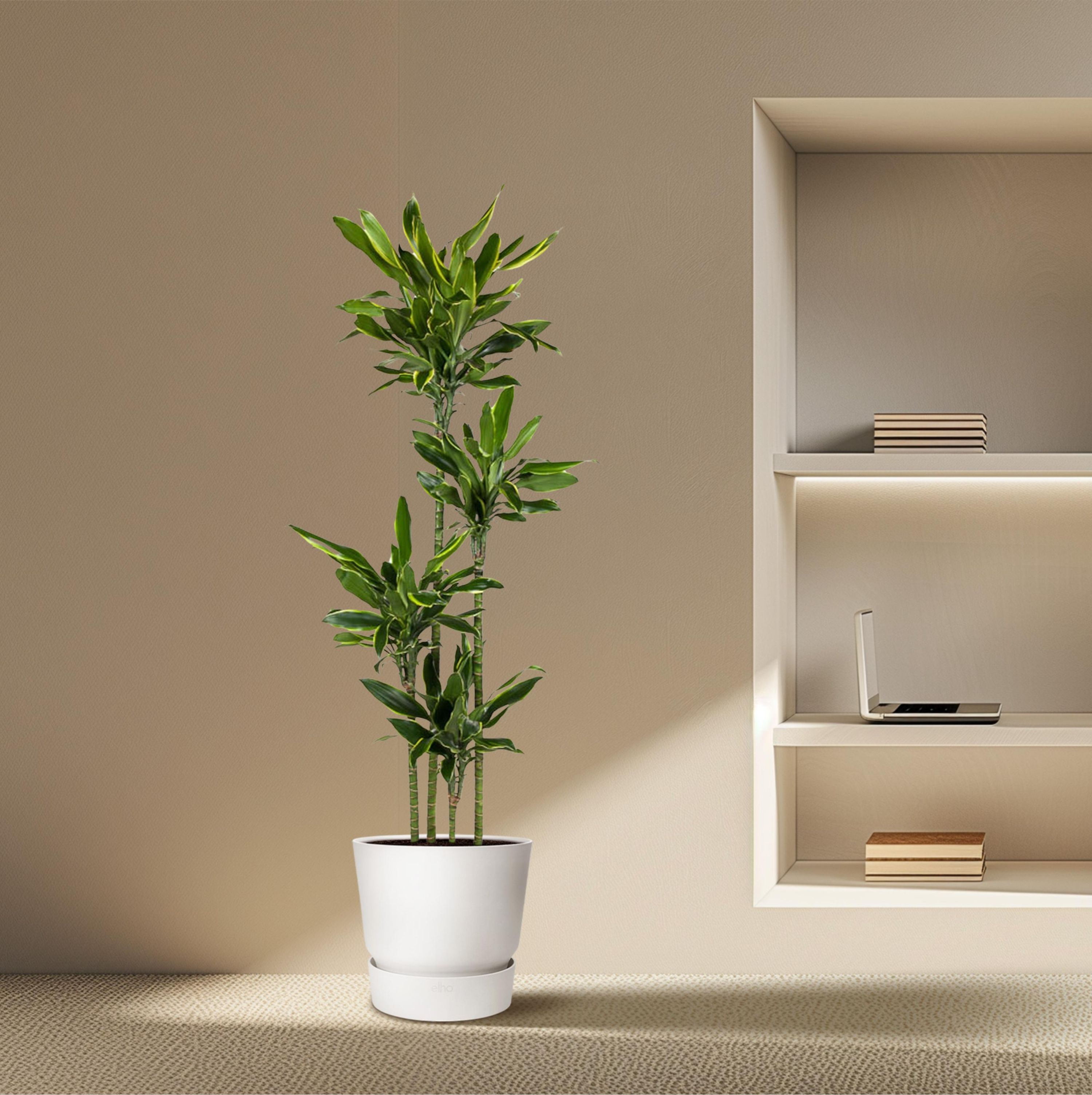 Dracaena Golden Coast Zimmerpflanze