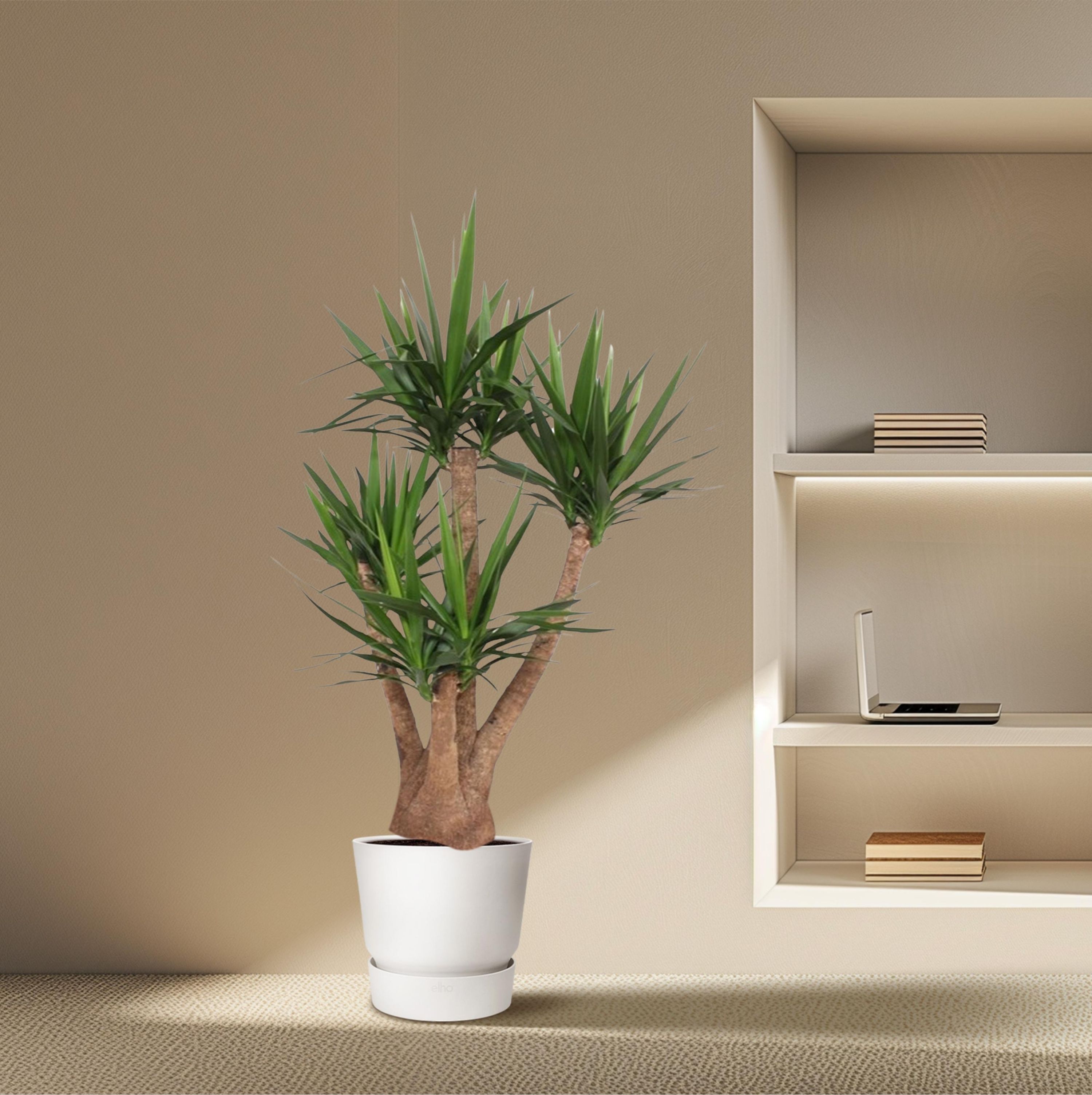 Yucca Elephantipes verzweigt Zimmerpflanze