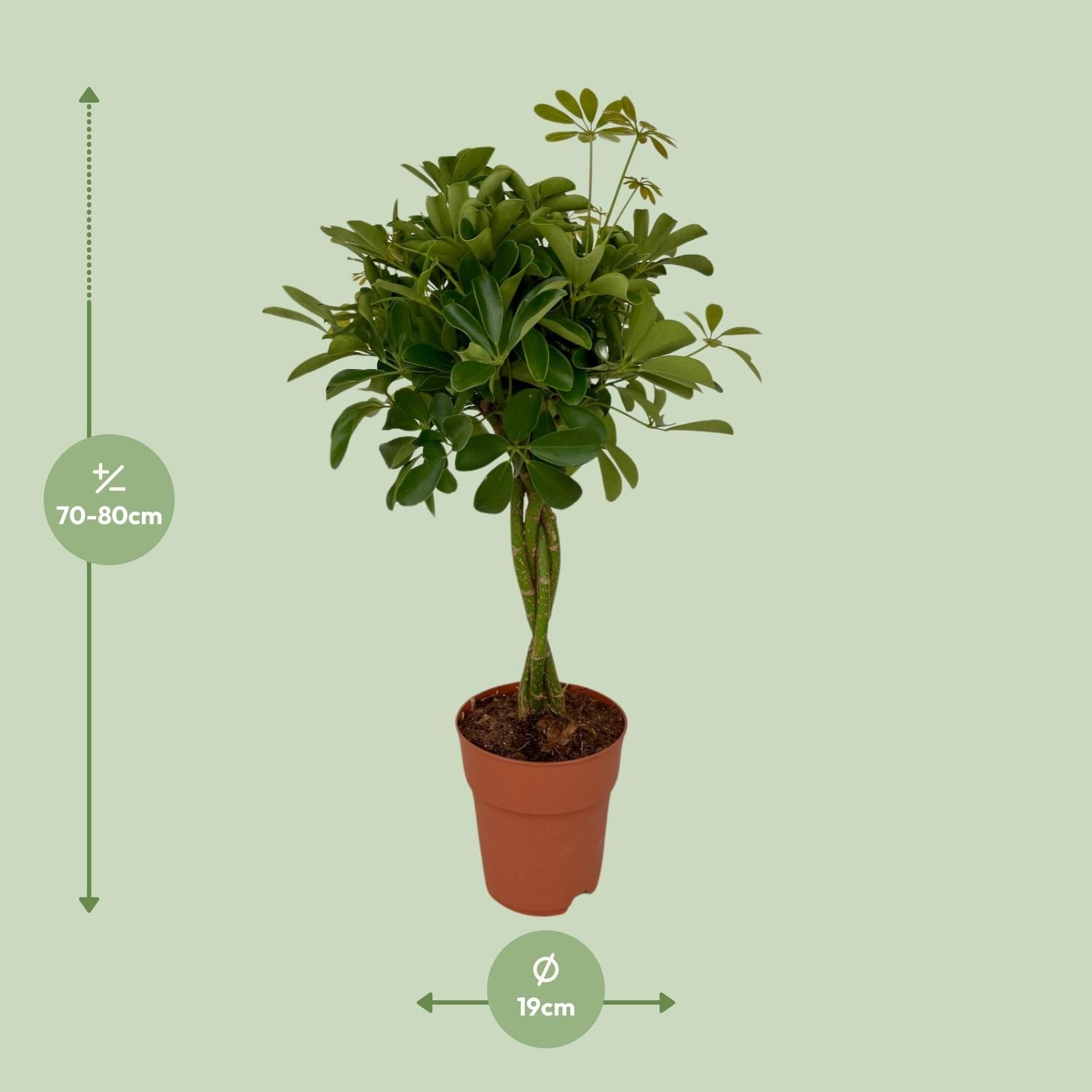 Schefflera Compacta Schirmbaum für Innenbereiche