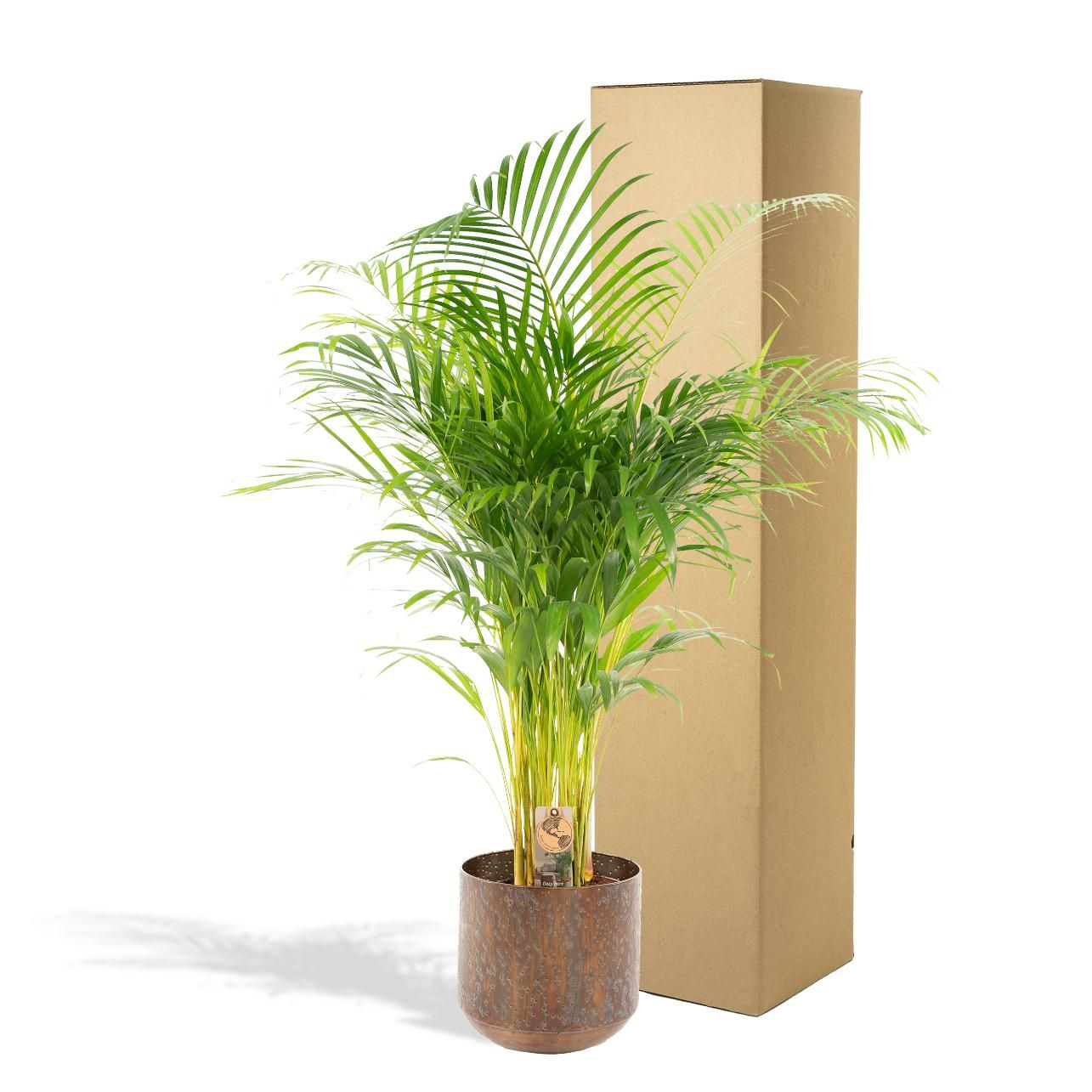 Areca-Palme für Innenräume mit Topf