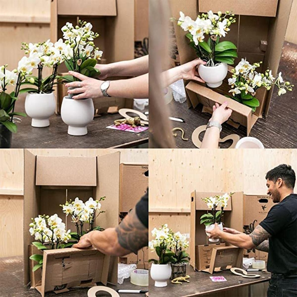 Orange Phalaenopsis Orchidee Jamaica im Pfirsich Dekotopf