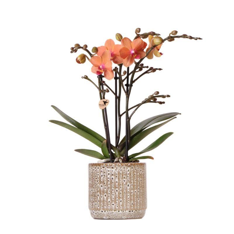 Phalaenopsis Orchidee in Orange mit Jaguar Keramiktopf