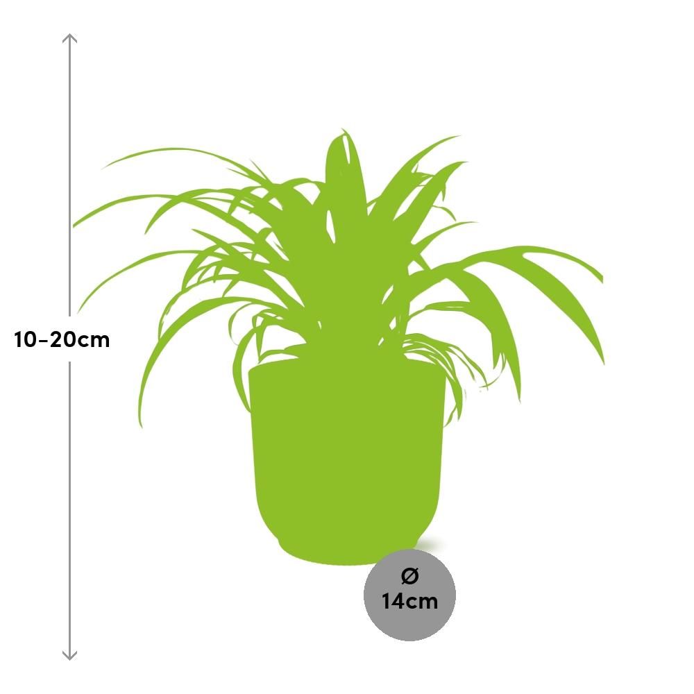 Spinnenpflanze Chlorophytum in stylischem ELHO Übertopf
