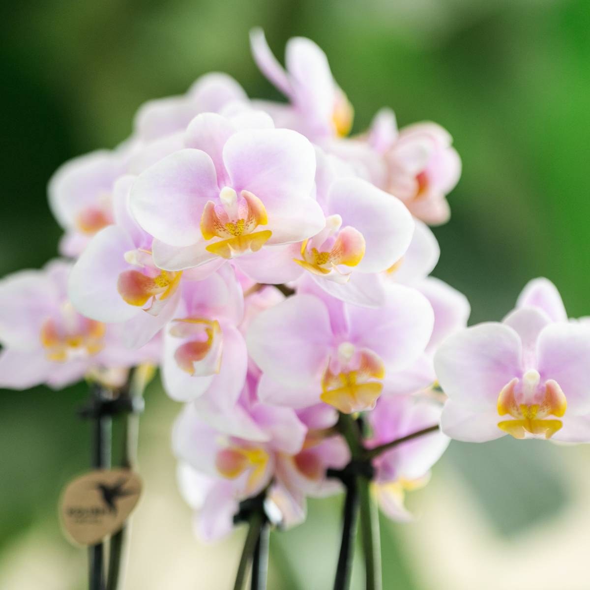 Phalaenopsis Orchidee Rosé Zimmerpflanze