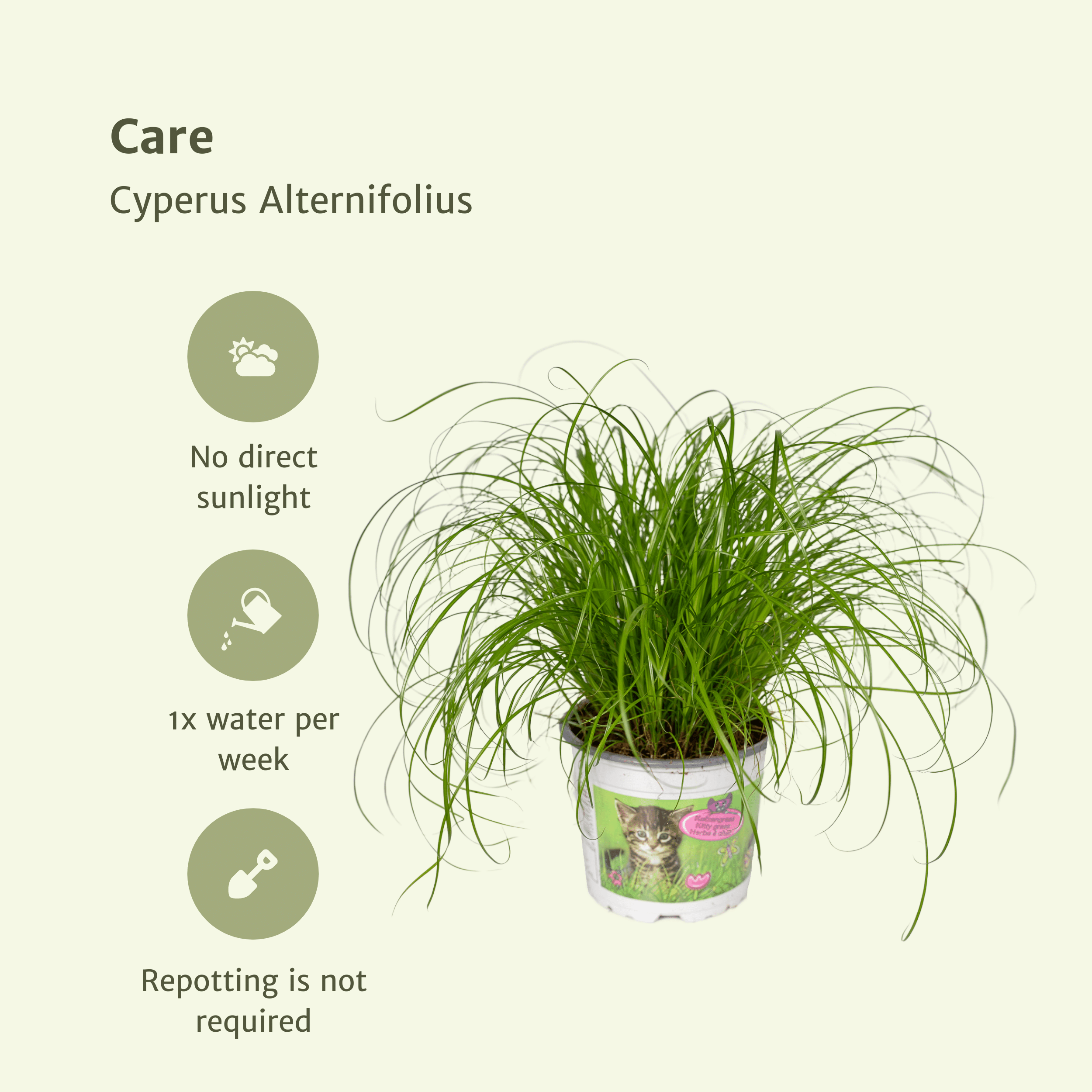 Cyperus Alternifolius Katzengras Zimmerpflanze