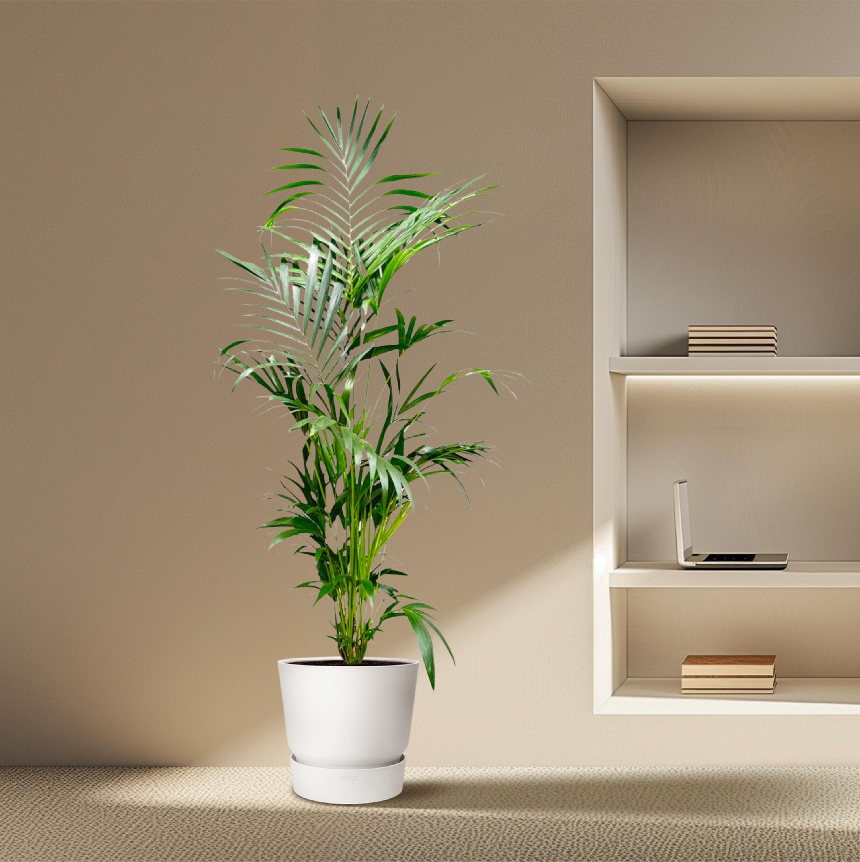Kentia Palme - Elegante Zimmerpflanze mit tropischem Flair