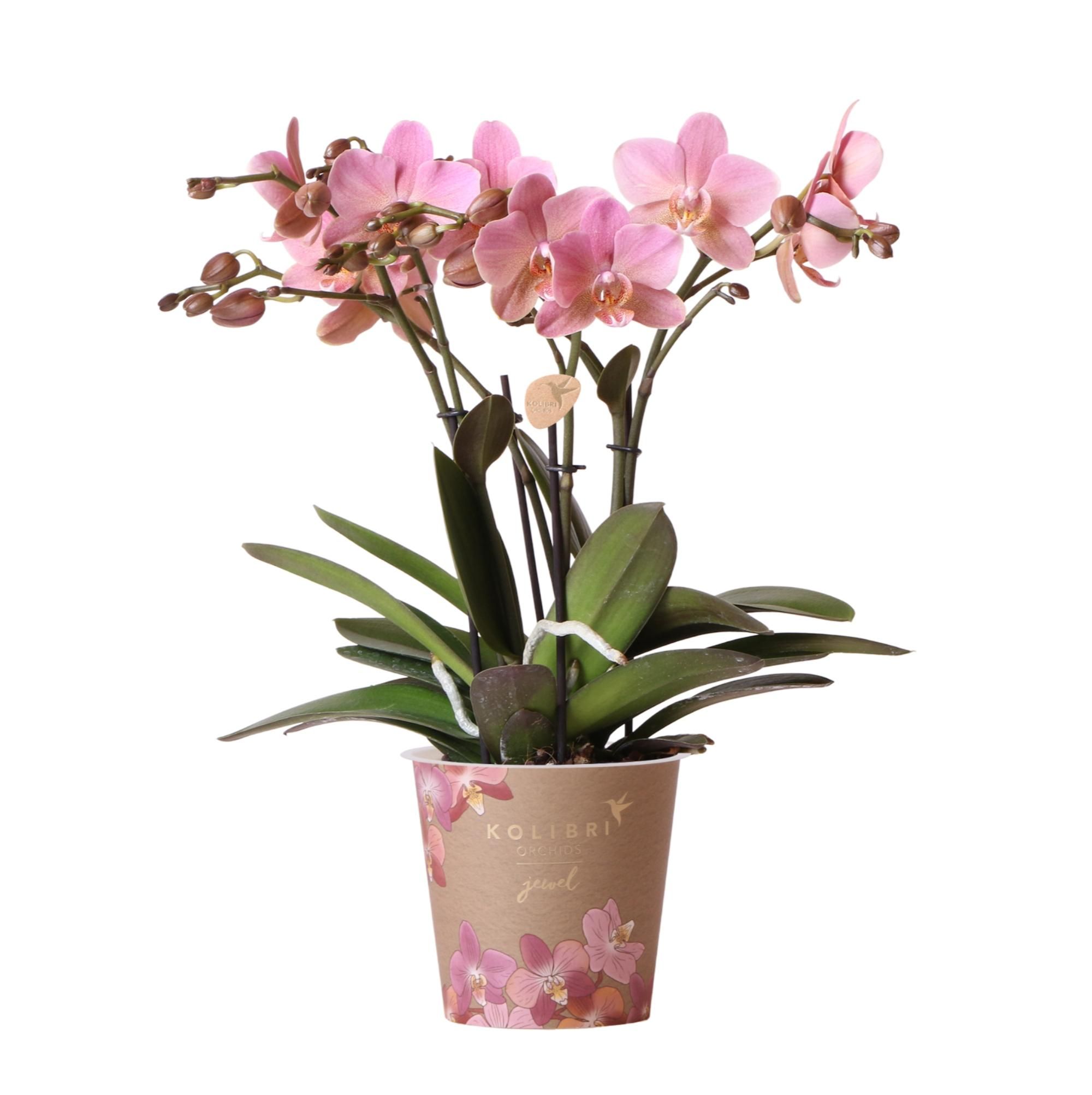Phalaenopsis Orchidee Treviso in Altrosa