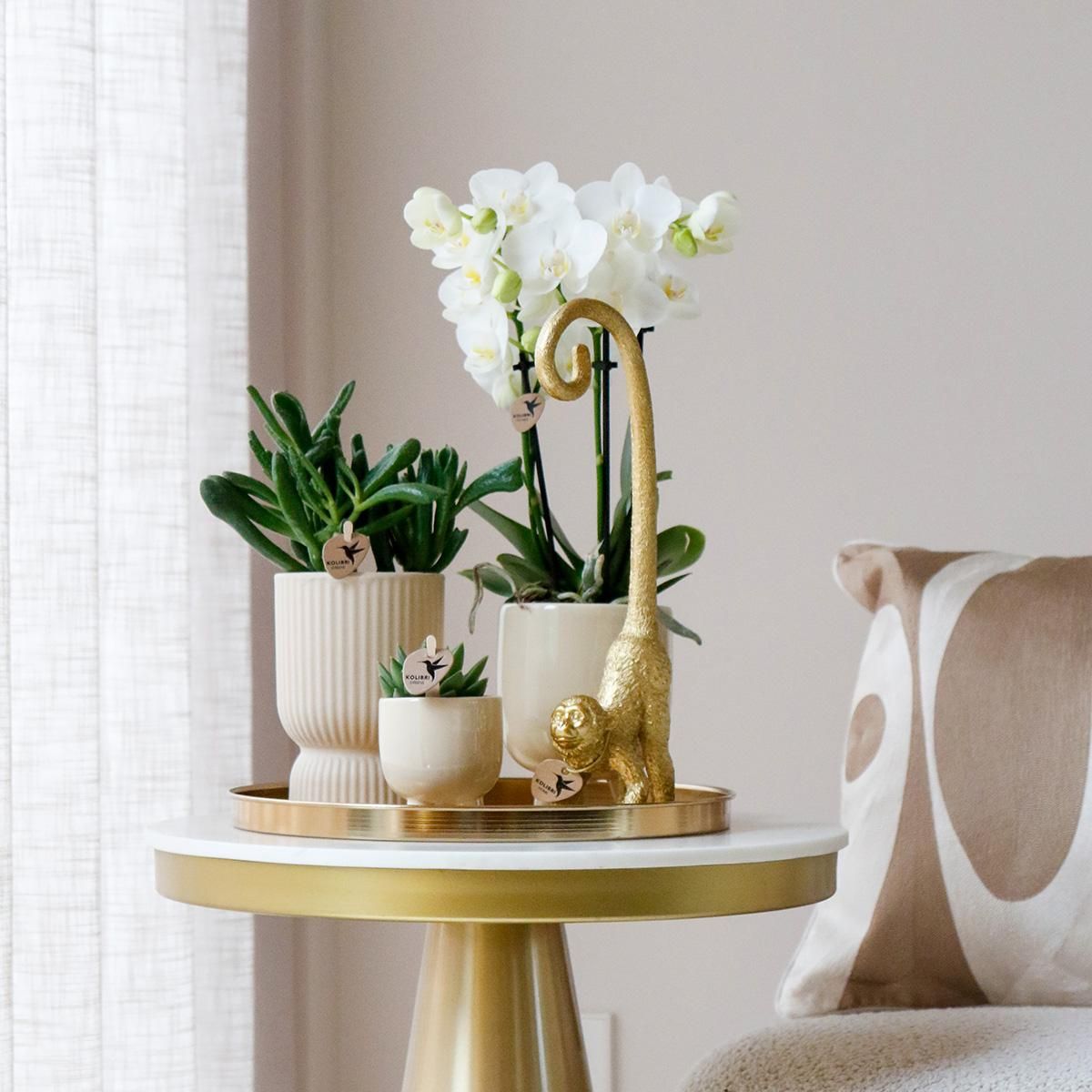 Phalaenopsis Orchidee mit Sukkulenten Luxury Living Set