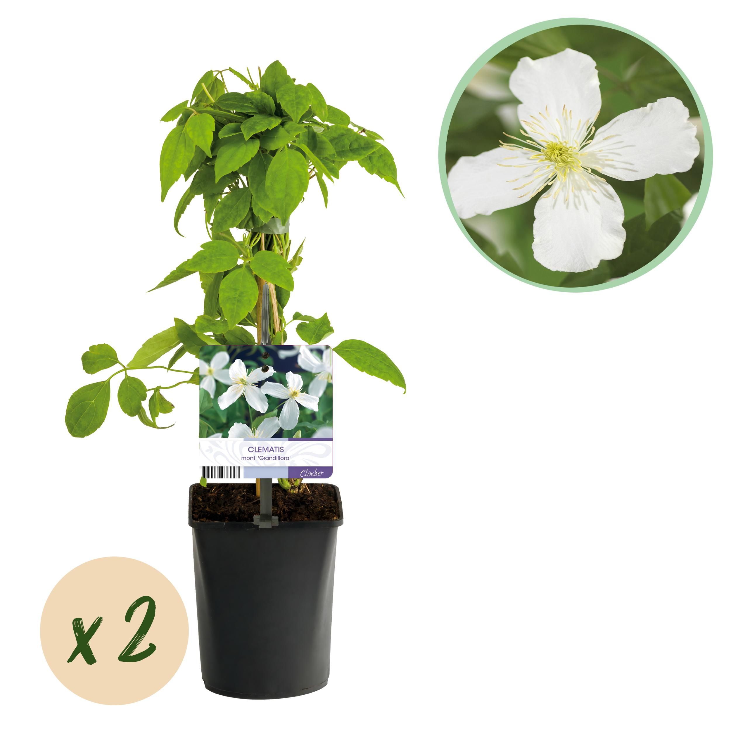 Clematis montana Grandiflora – Weiß blühend – Pflegeleicht – Set mit 2 Pflanzen