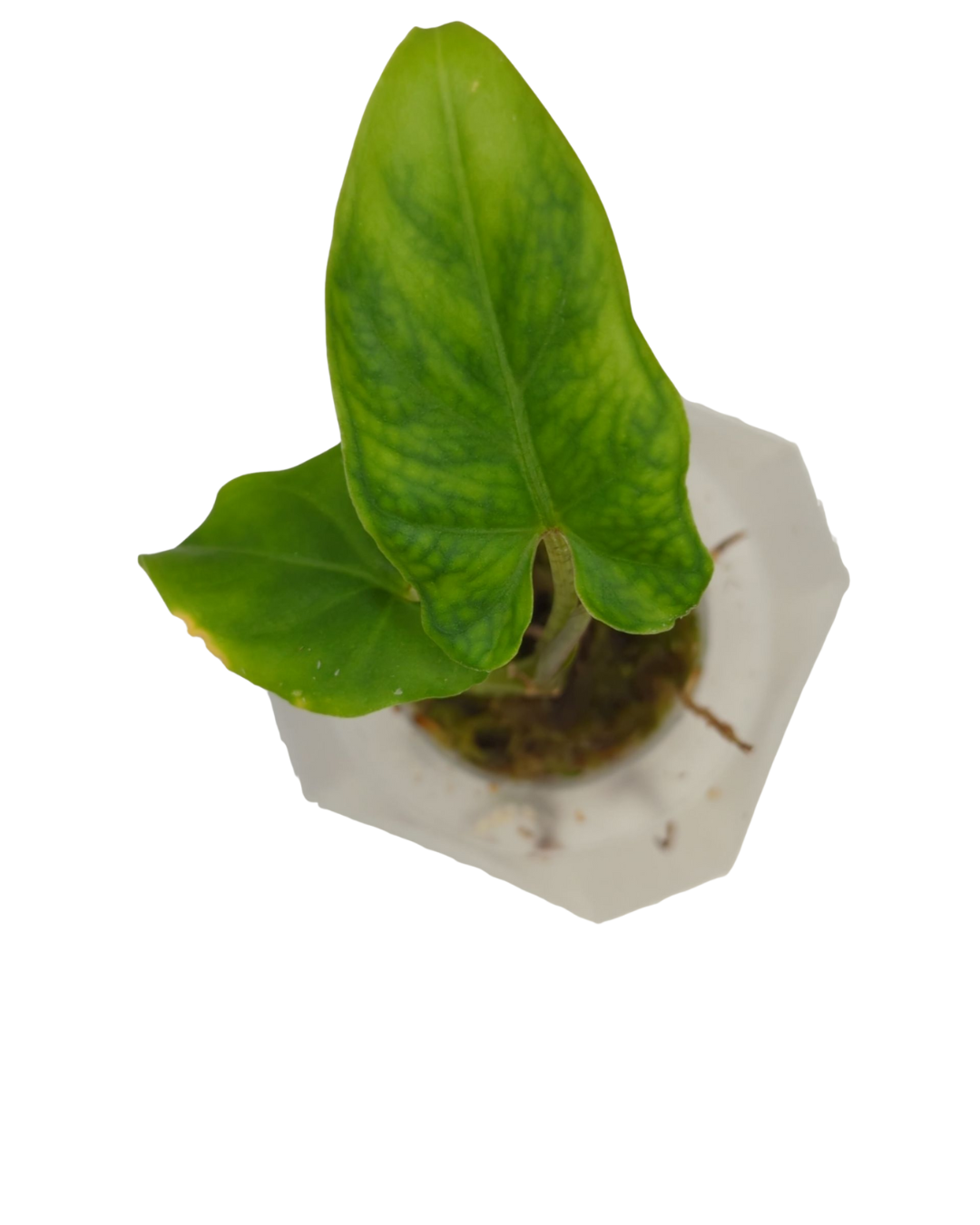 Alocasia lauterbachiana