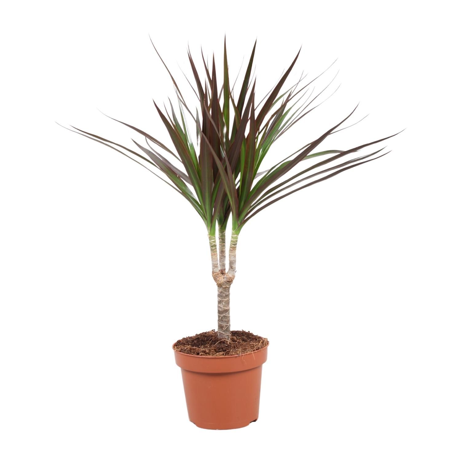 Dracaena Magenta Zimmerpflanze