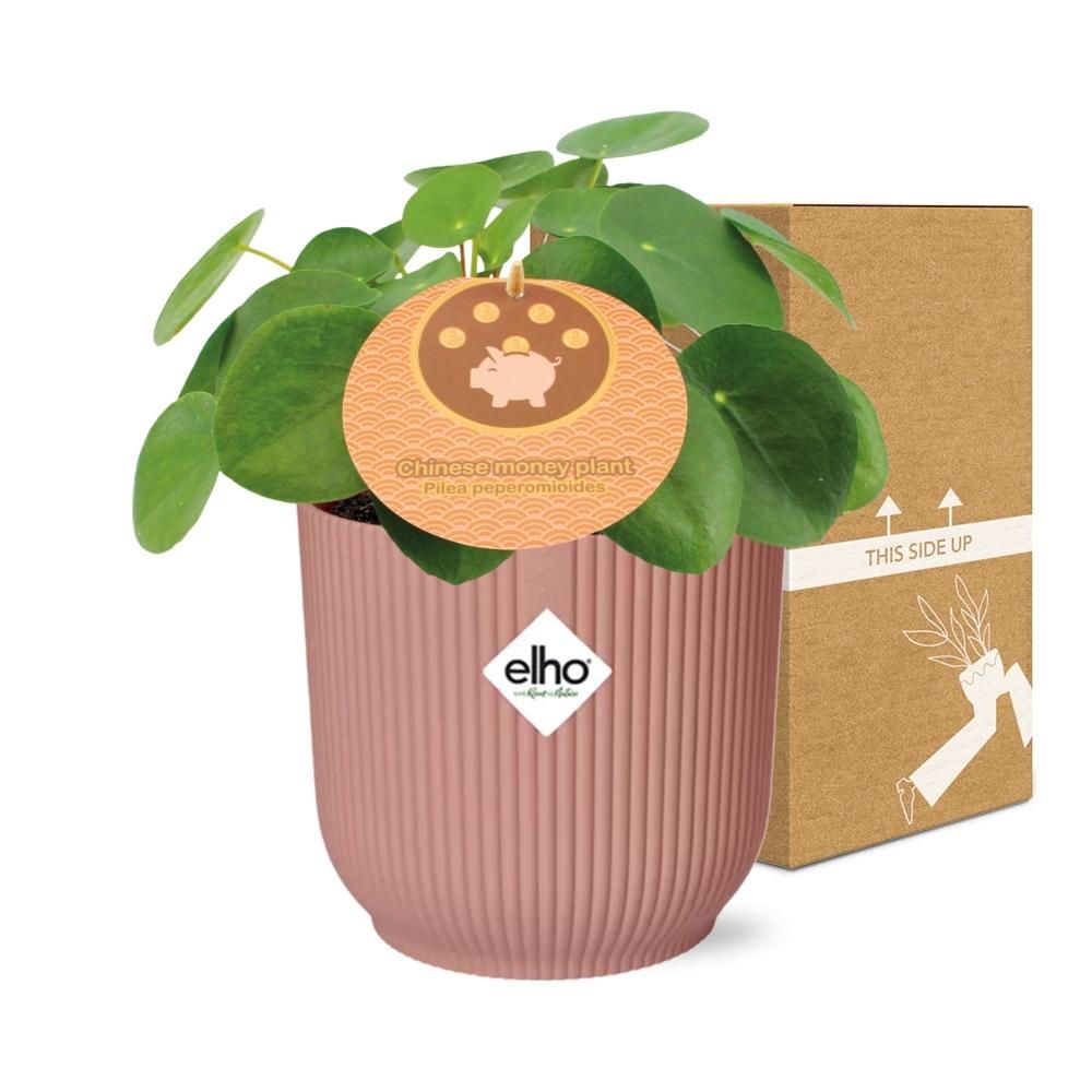 Pilea Peperomioides Zimmerpflanze