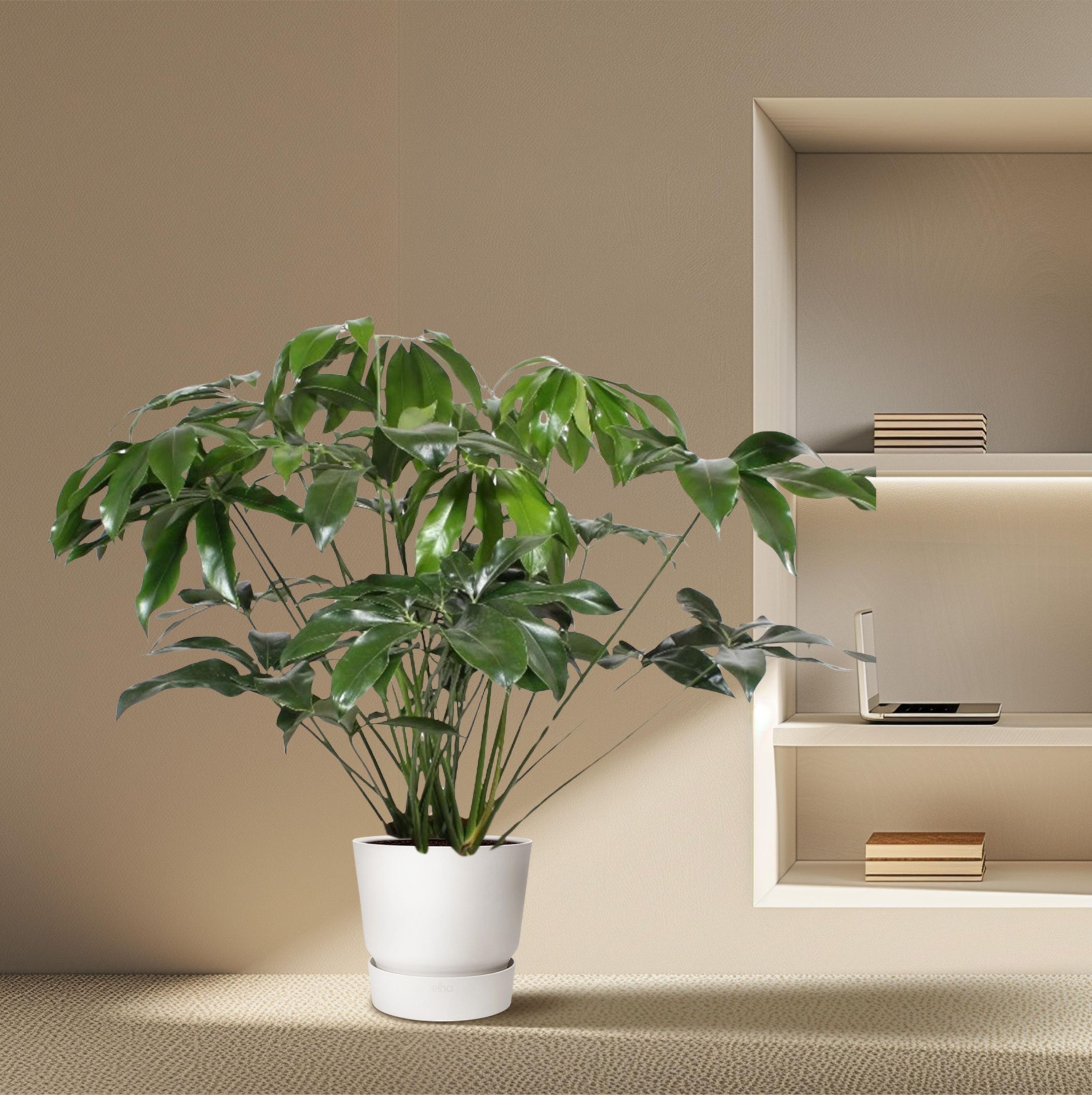 Philodendron Green Wonder Indoorpflanze