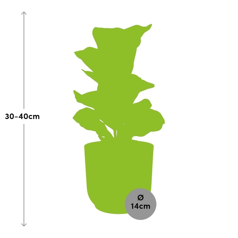 Ficus Lyrata Bambino in dekorativem ELHO Vibes Fold Topf