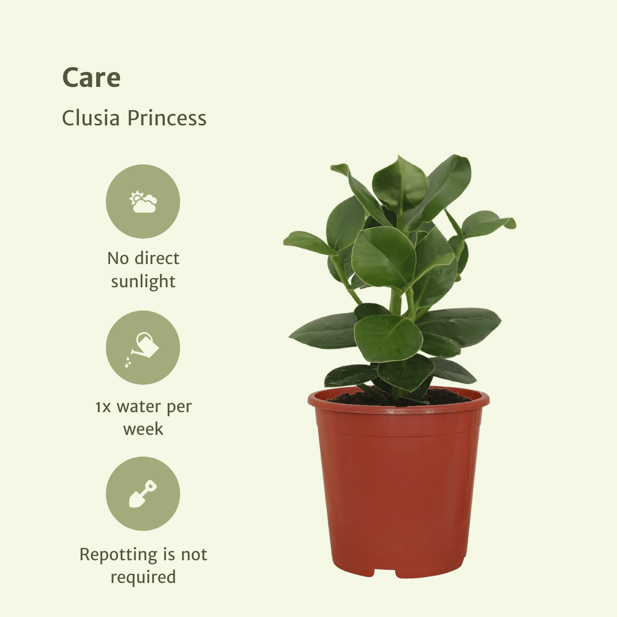 Clusia Princess Zimmerpflanze