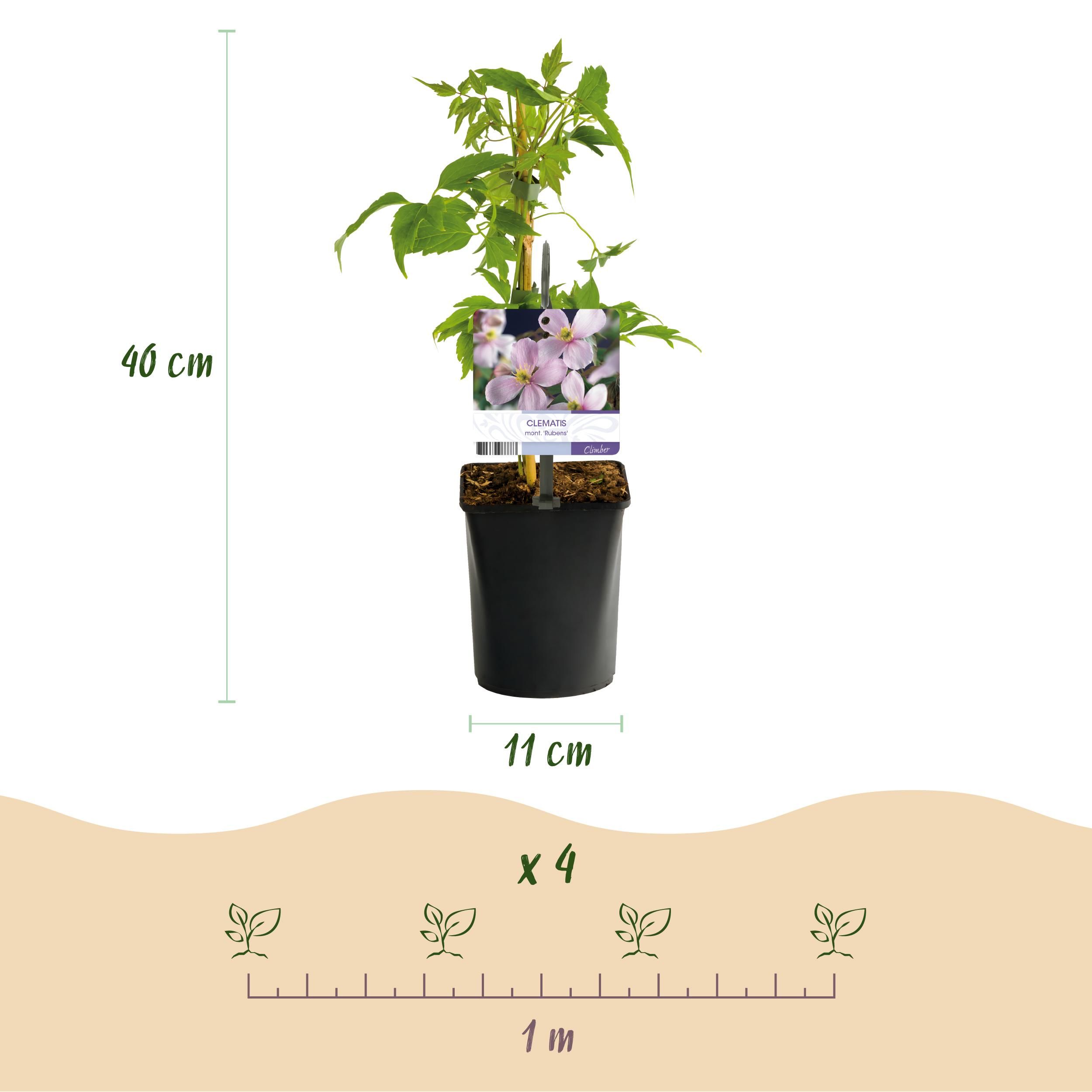 Clematis montana Rubens – 2 Kletterpflanzen – Rosa Blüten – Frühblühend