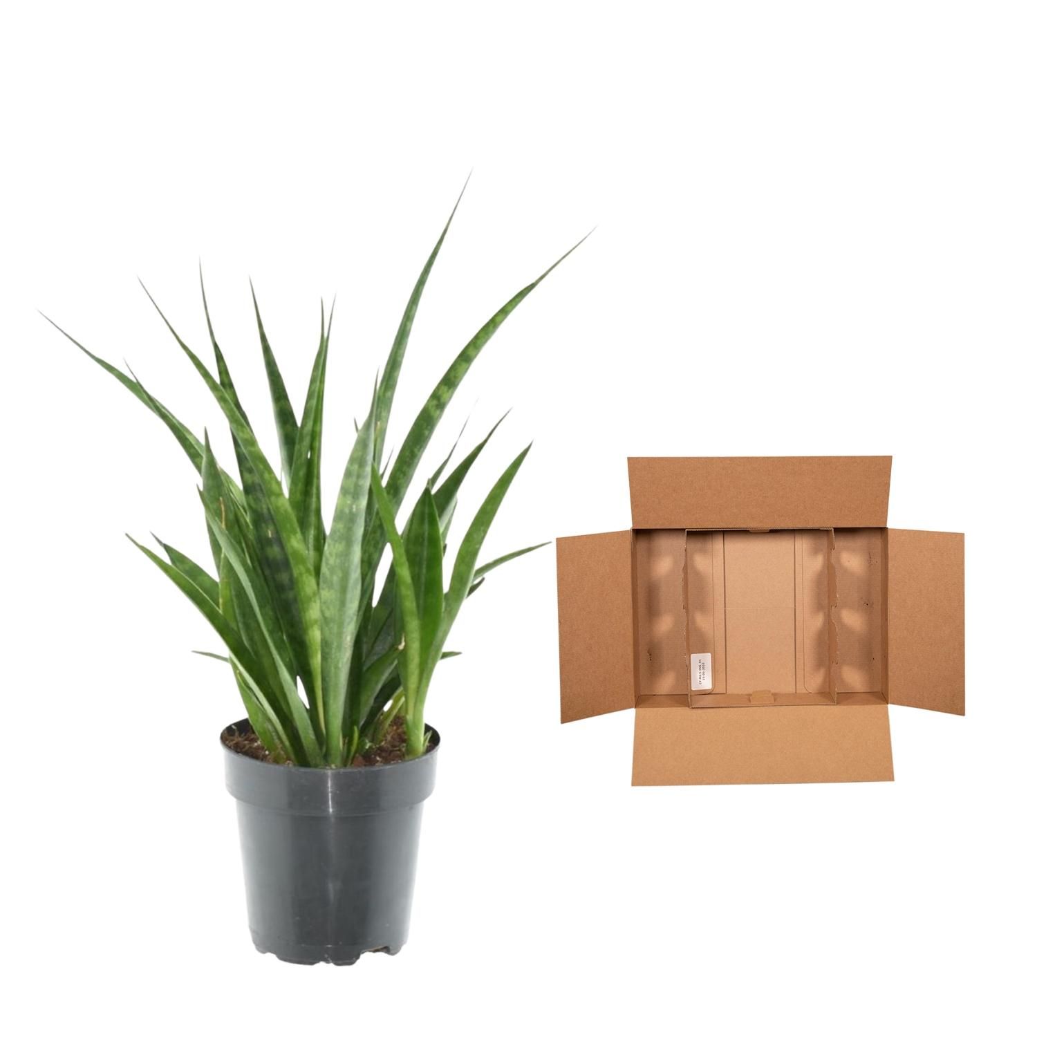 Sansevieria Kirkii Friends Bogenhanf