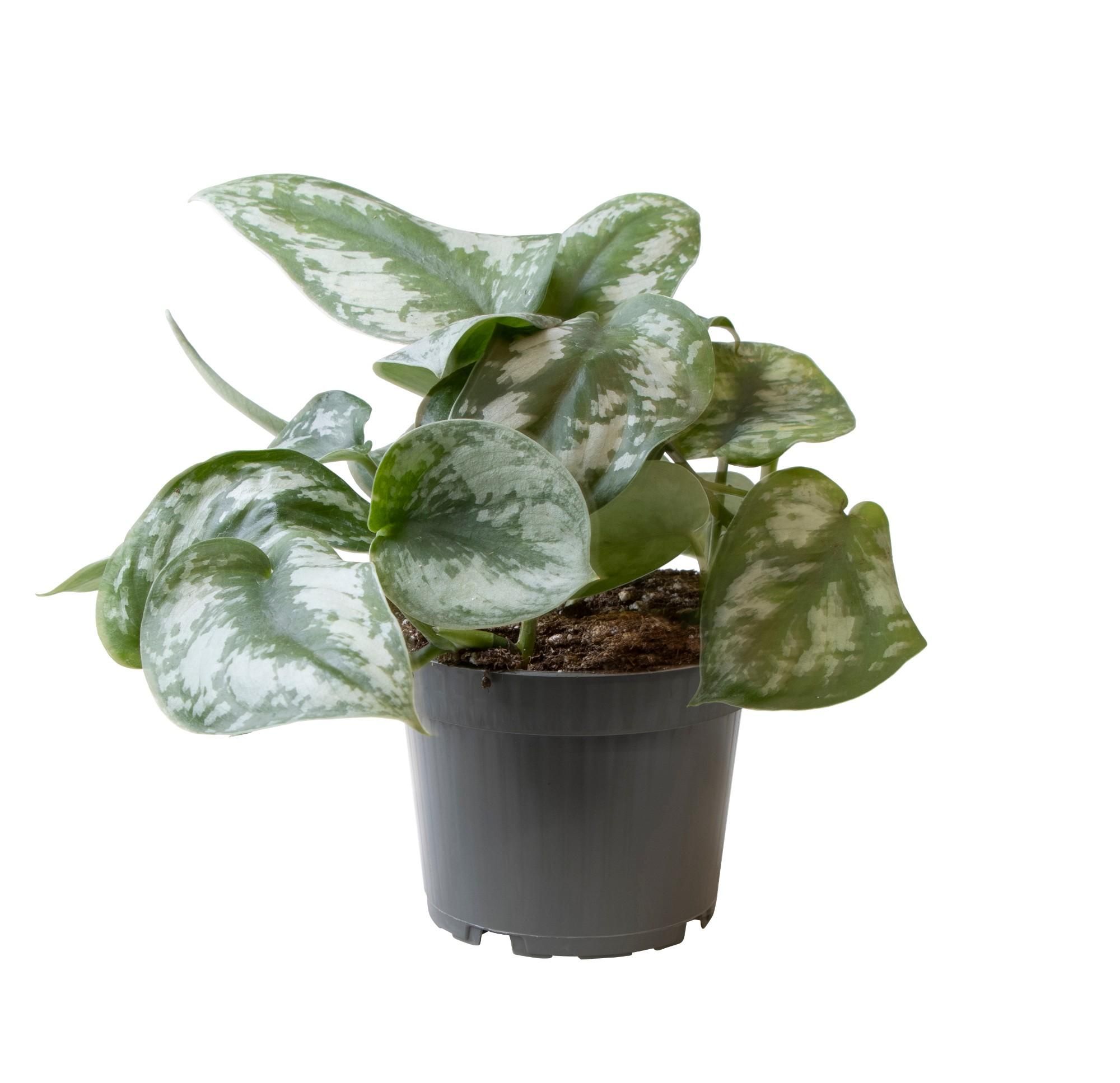 Philodendron Scandens Pictus Trebie Zimmerpflanze