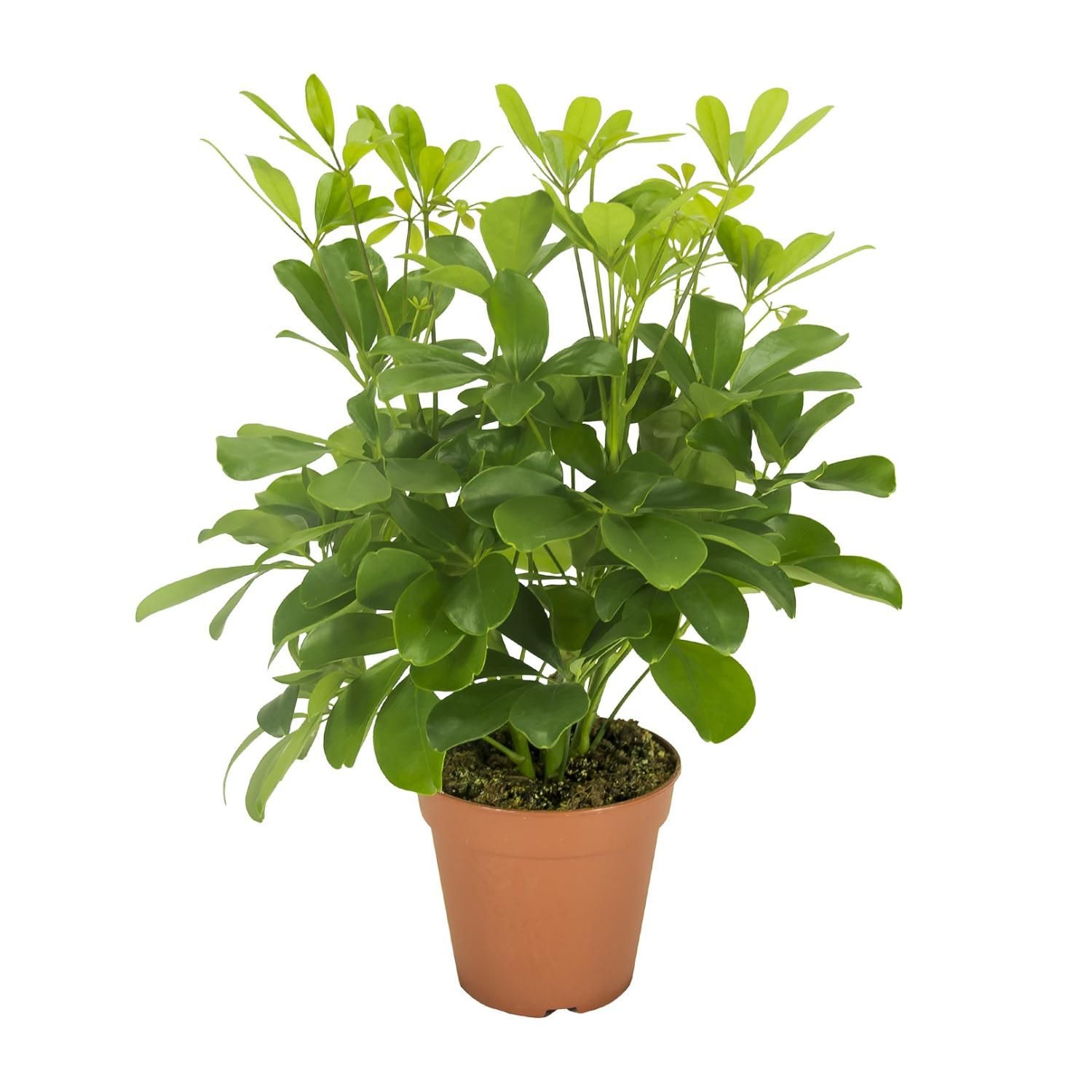 Schefflera Nora Zimmerpflanze mit Schirmblatt