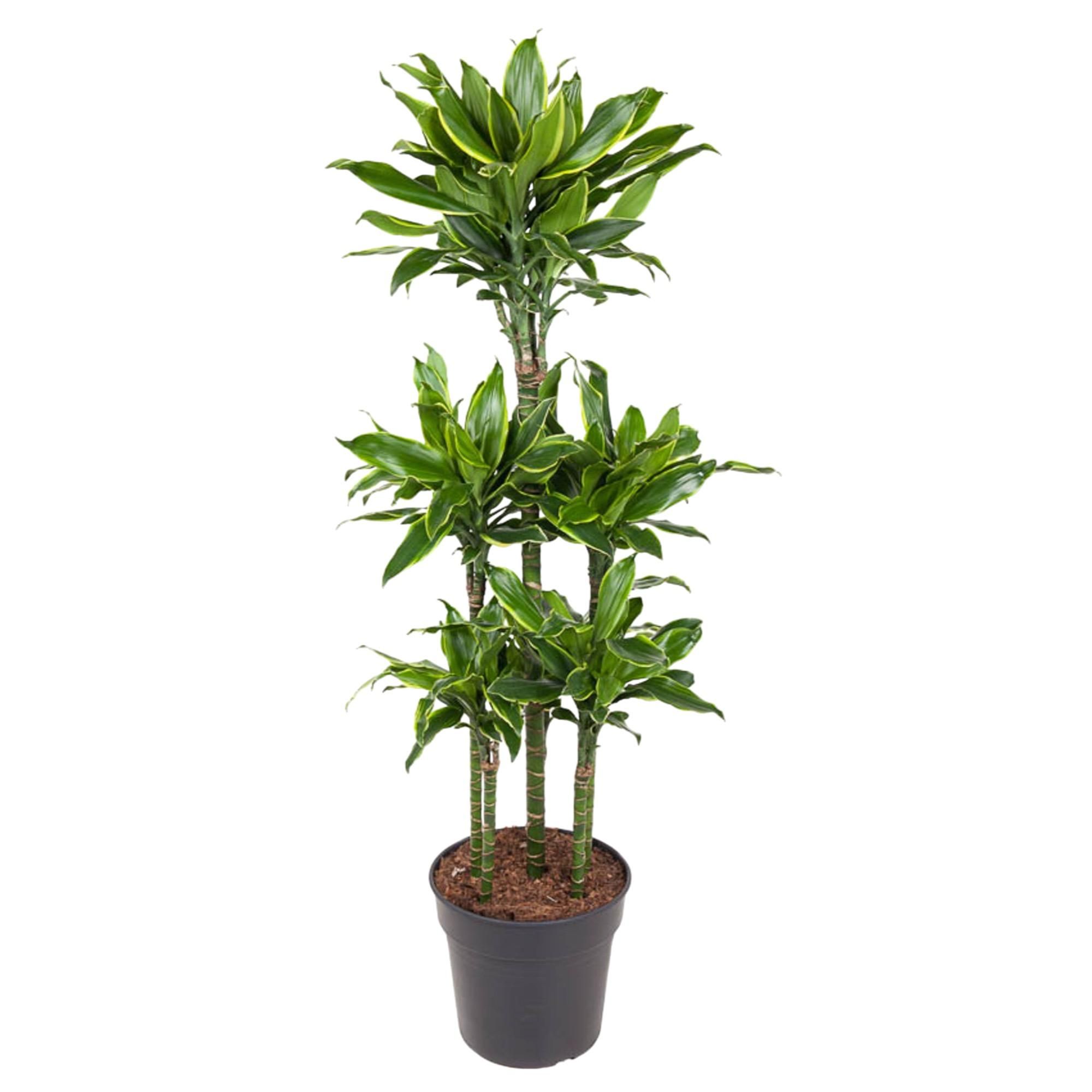 Dracaena Golden Coast Zimmerpflanze