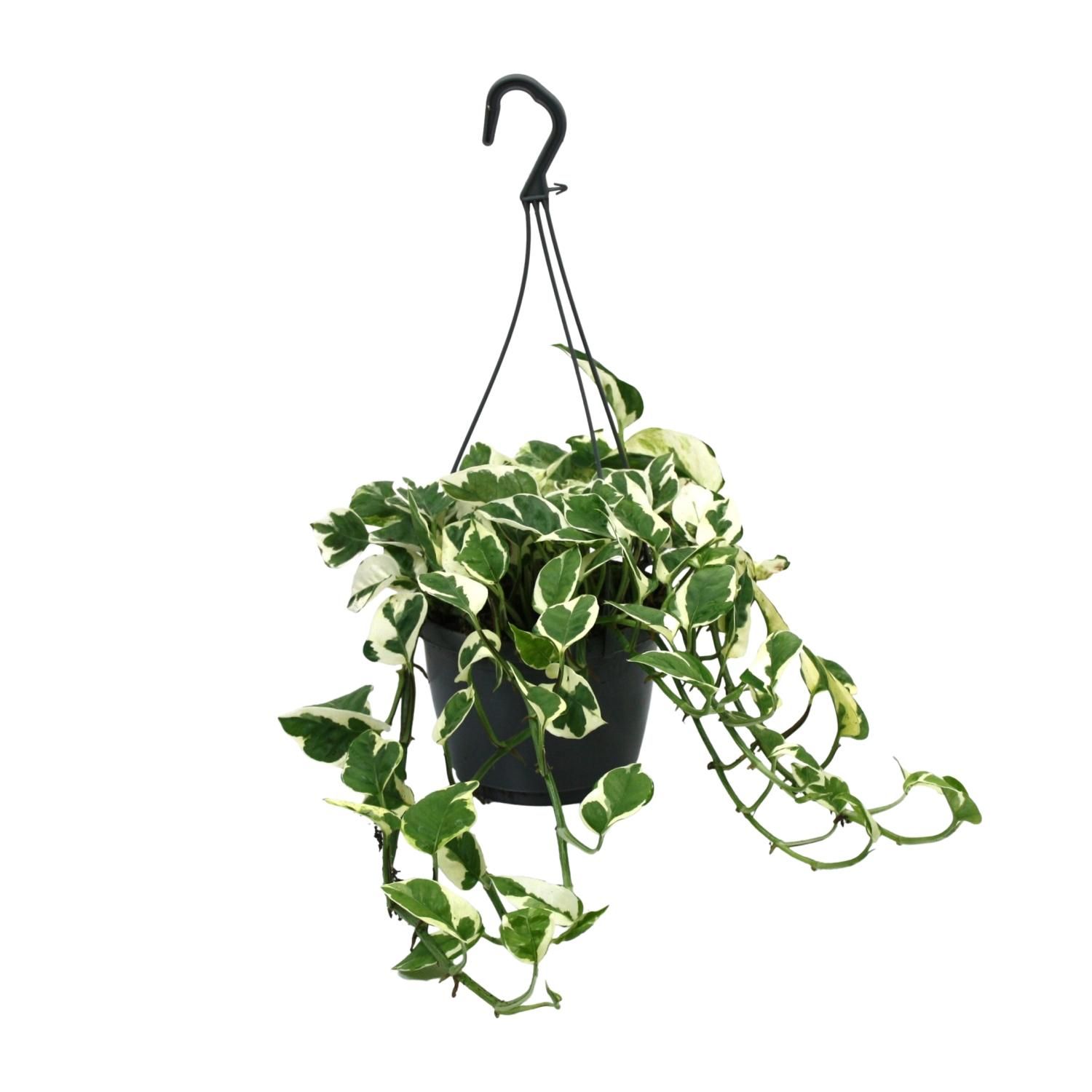Scindapsus N’Joy Zimmerpflanze mit buntem Laub
