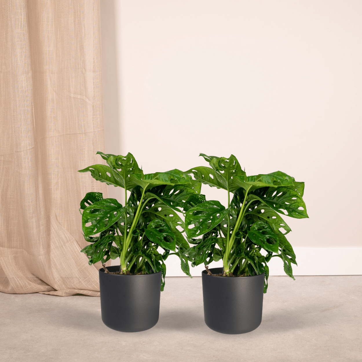 Monstera Monkey Leaf Zimmerpflanze