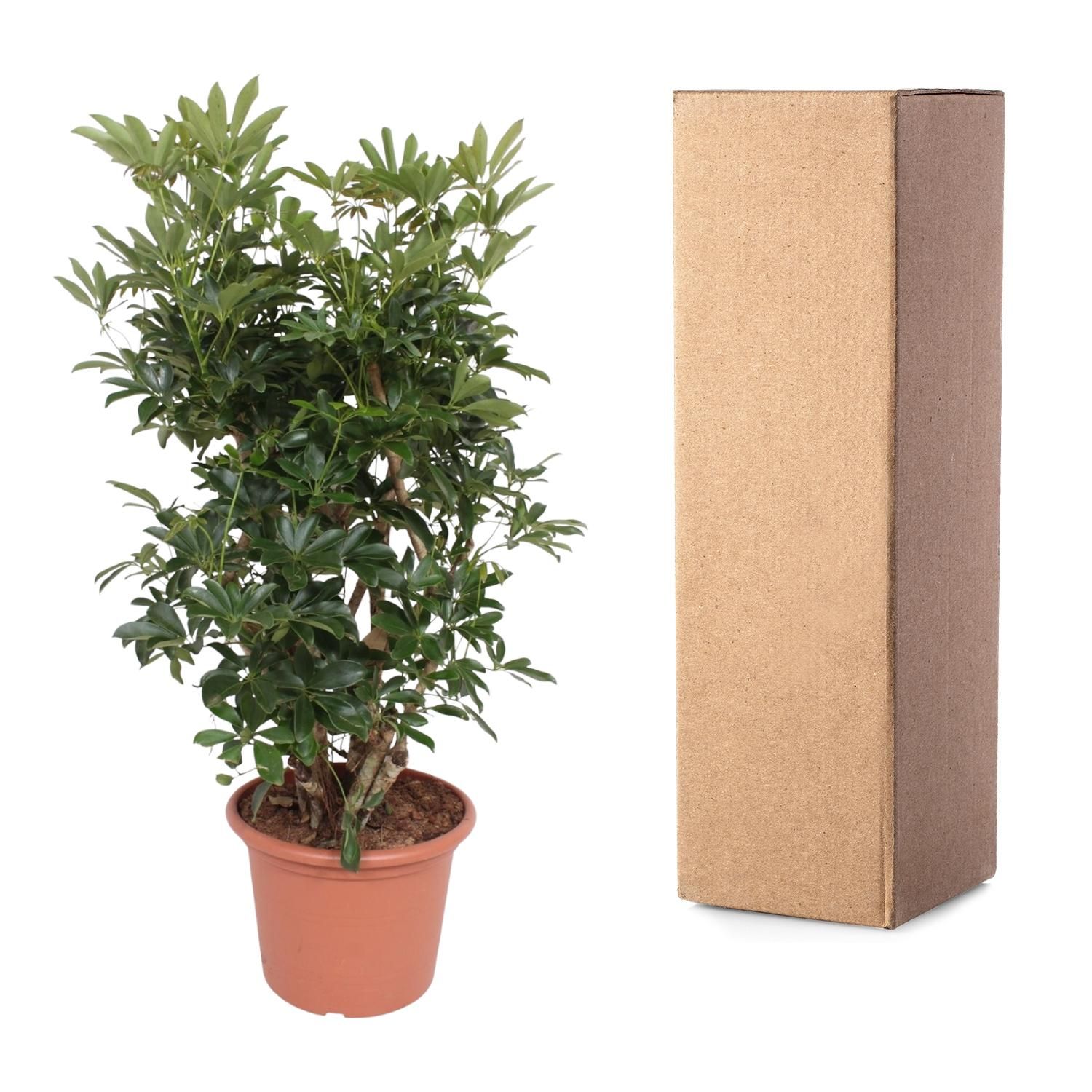 Schefflera Arboricola Zimmerpflanze