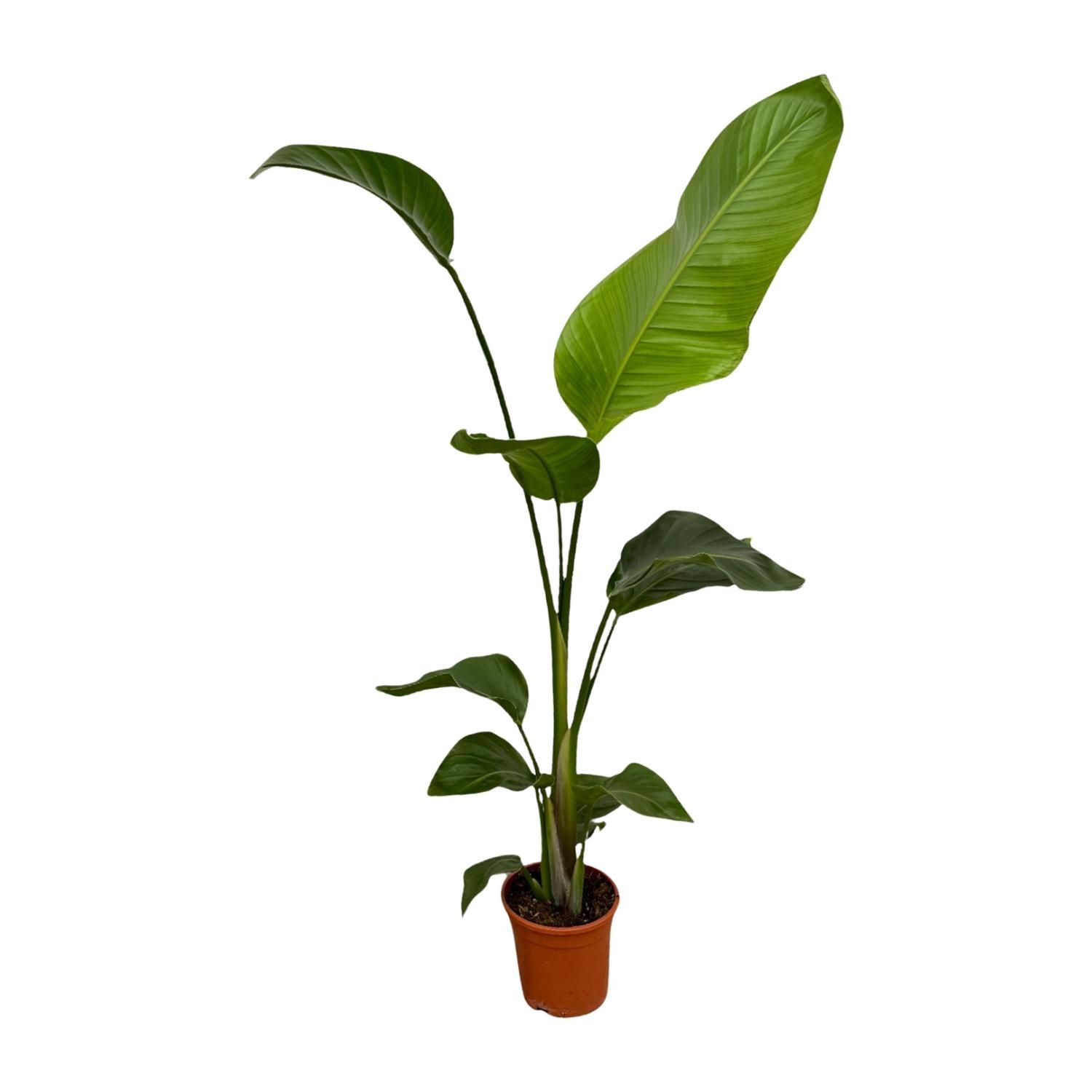 Strelitzia Nicolai | 2er-Set | 100 cm hoch | Ø17 Topf