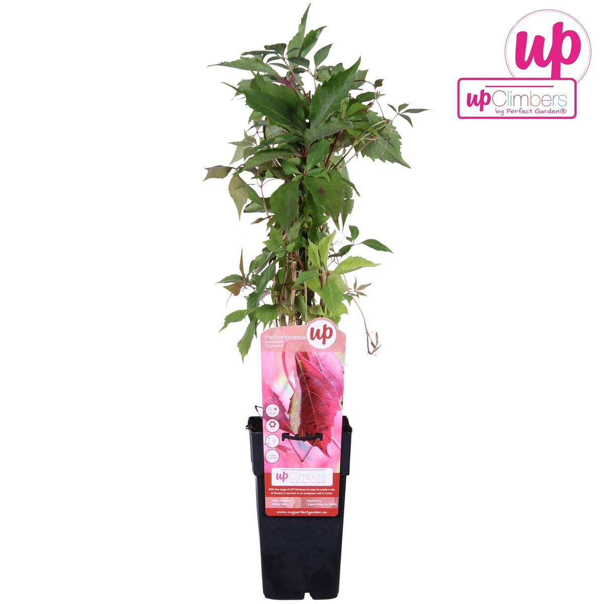 Parthenocissus Engelmannii Kletterpflanze