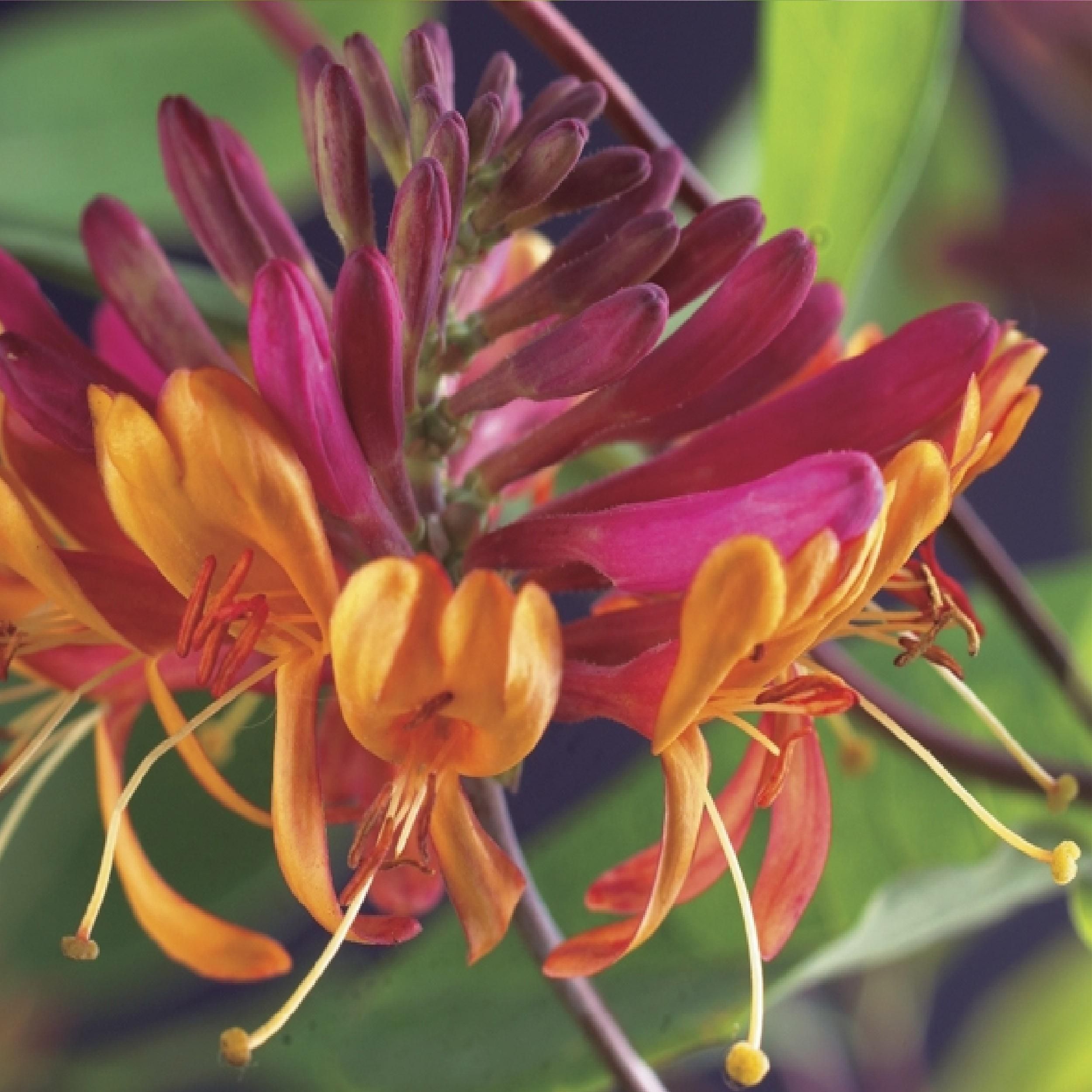 Geißblatt Goldflame | Rosa-Gelbe Blüten | Wenig Pflege | 2 Pflanzen