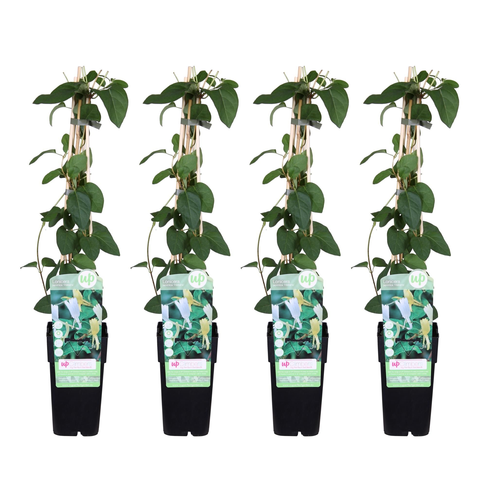 Lonicera japonica Halliana Weißes Geißblatt