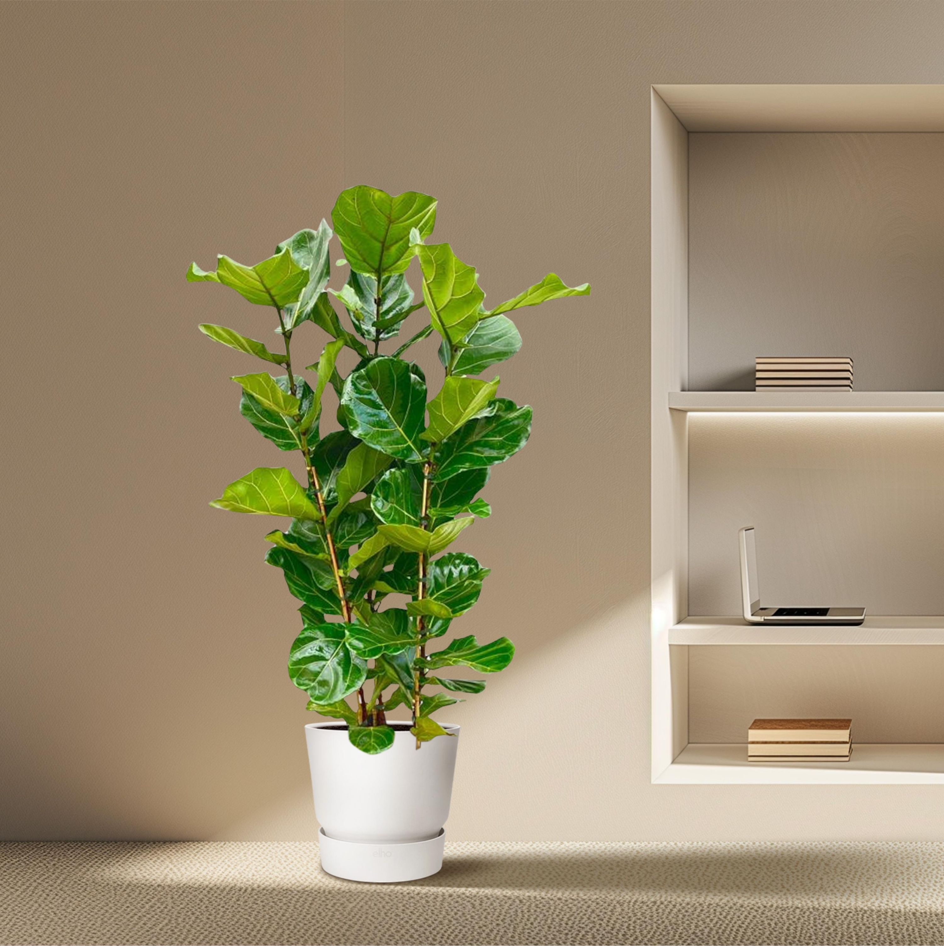 Ficus Lyrata Geigenfeige Zimmerpflanze