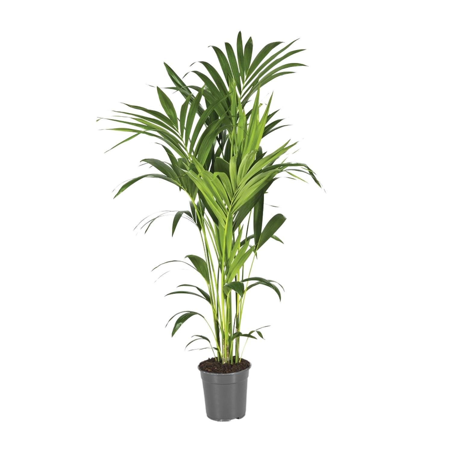 Kentiapalme Howea Eleganz