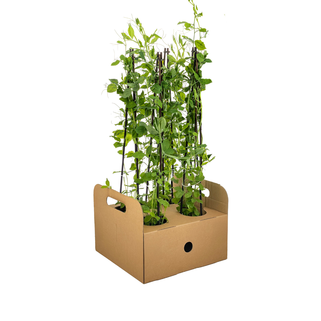 4x Duftende Platterbse – Ø13 cm Topf – ↕ 60 cm hoch