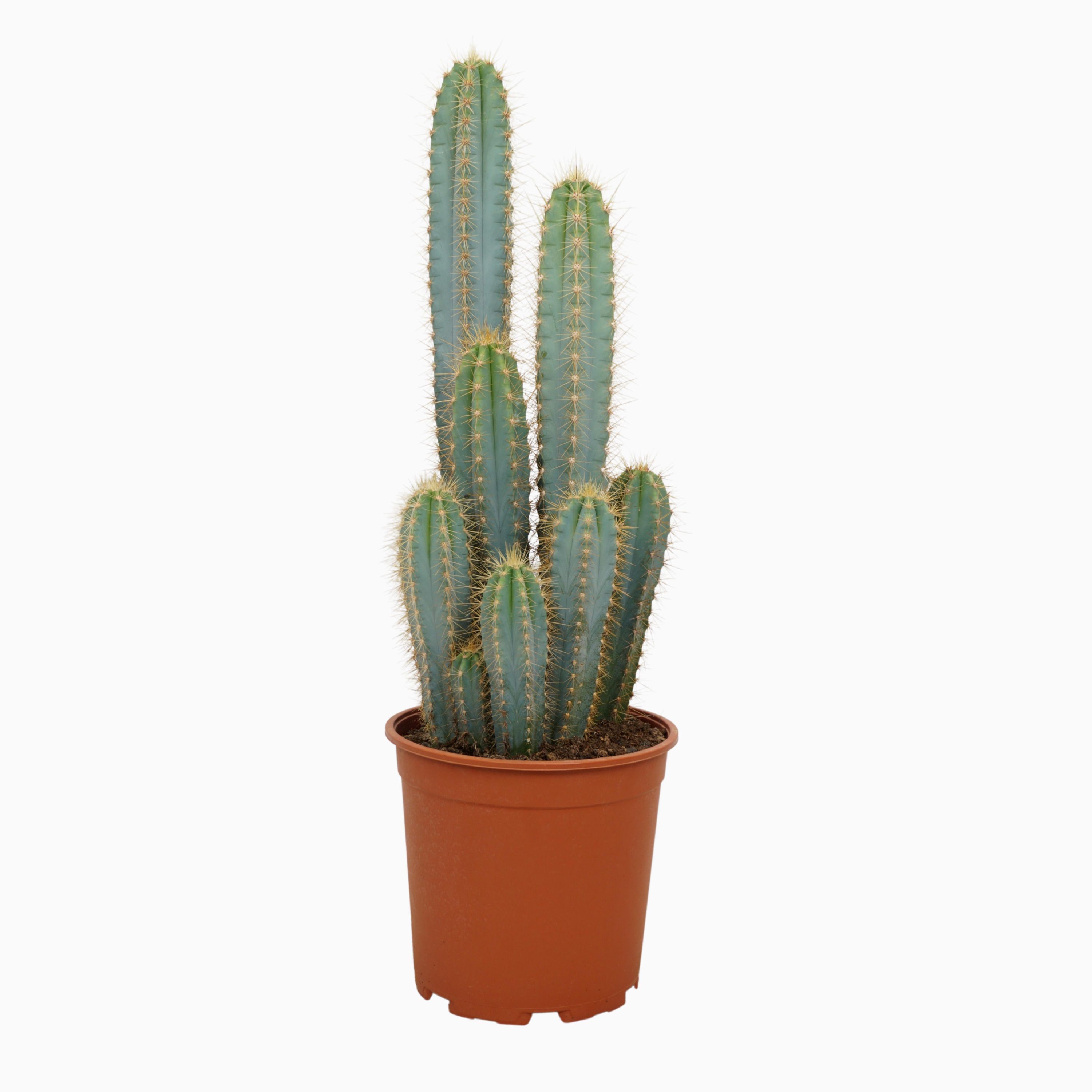 Blaucactus Zimmerpflanze Pilosocereus Azureus - 21cm Topf