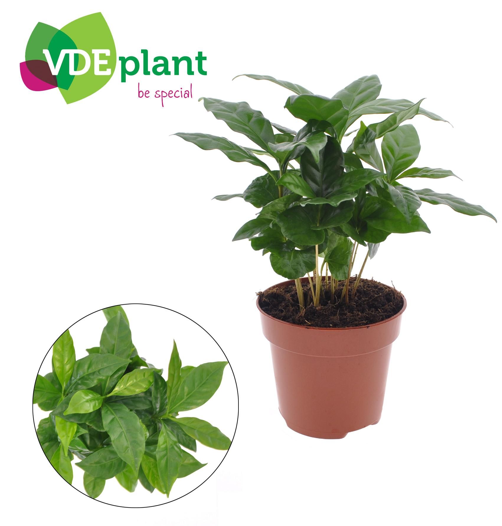 Kaffee Pflanze Coffea Arabica elegant