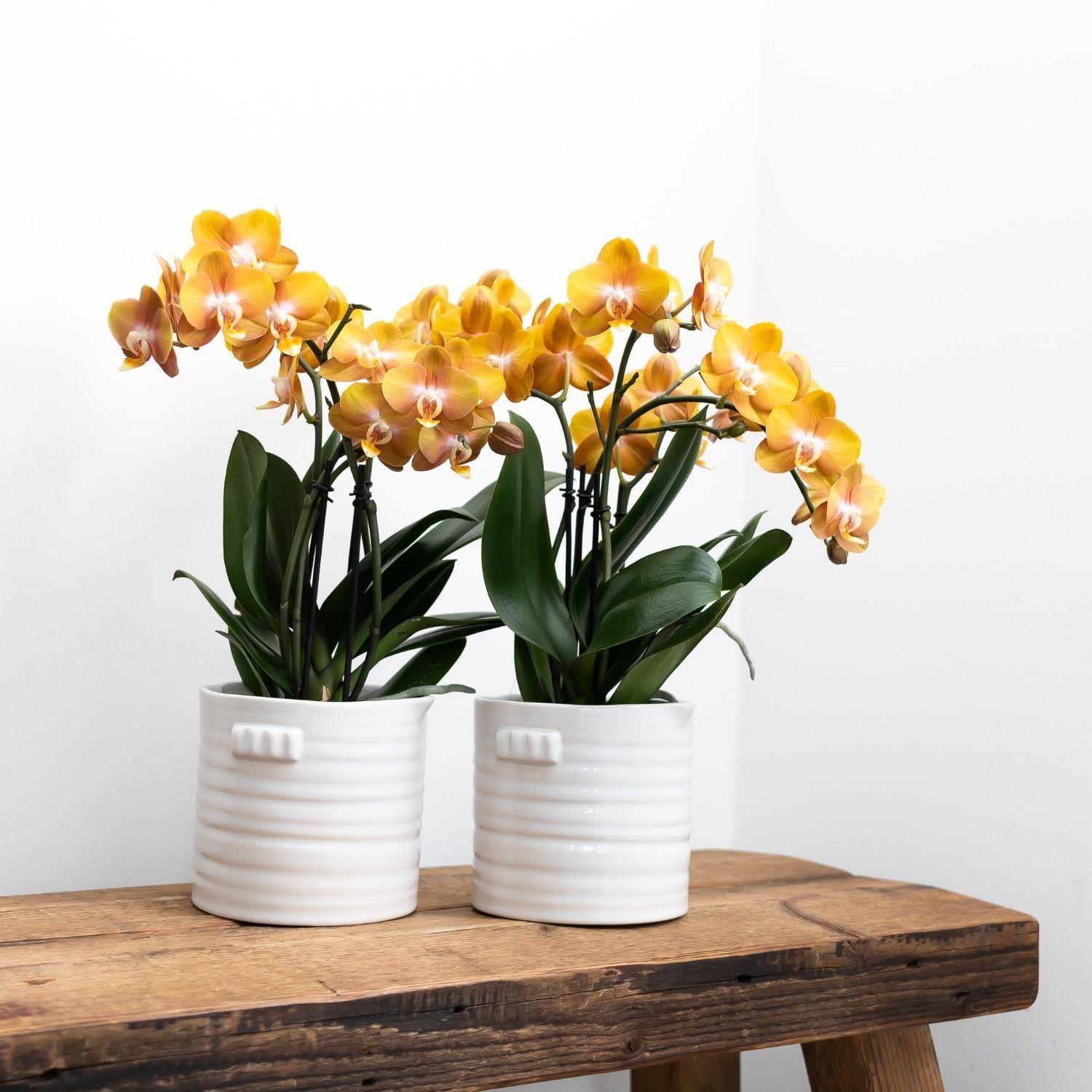 Phalaenopsis Orchidee Jewel Las Vegas Orange