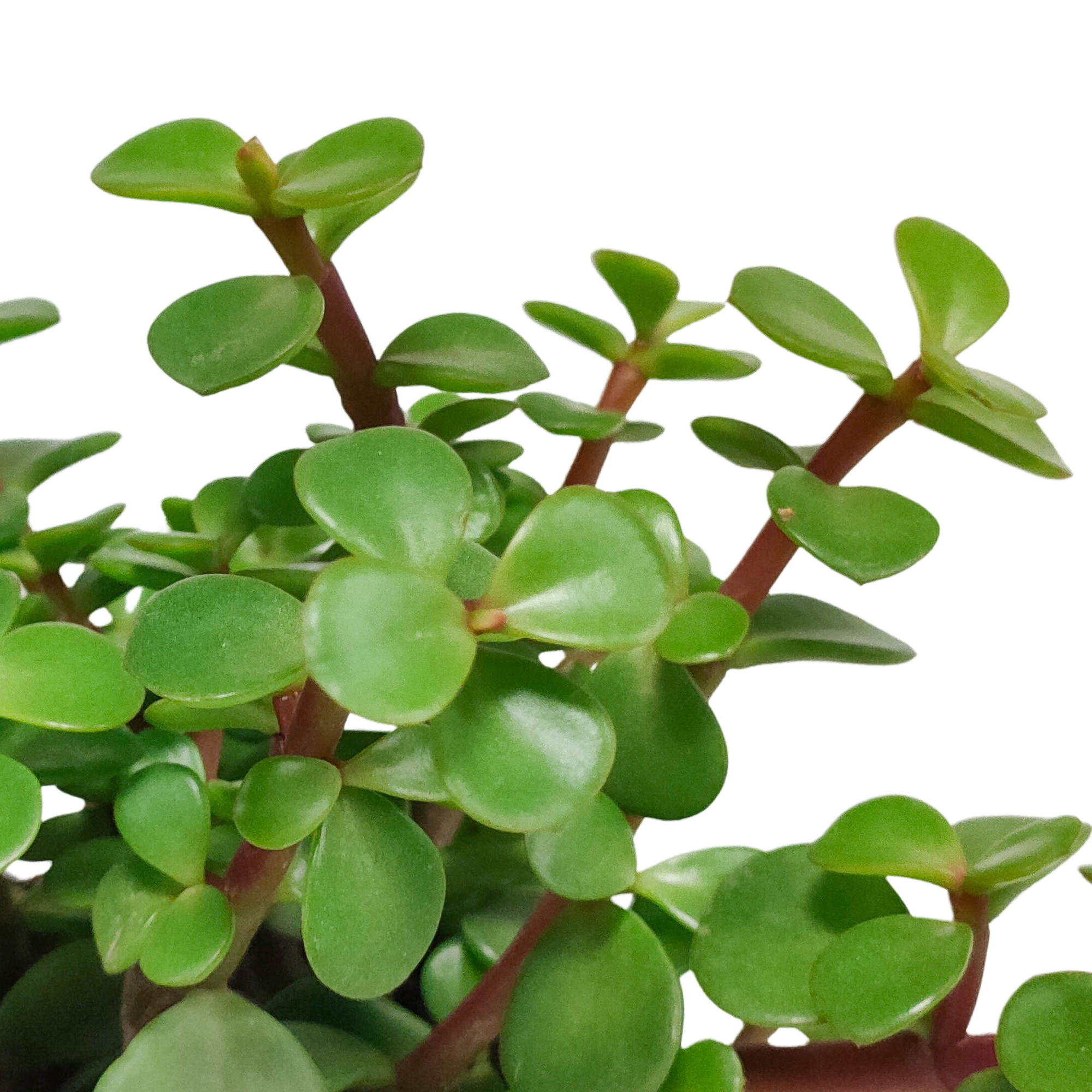 Portulacaria afra Grünpflanze