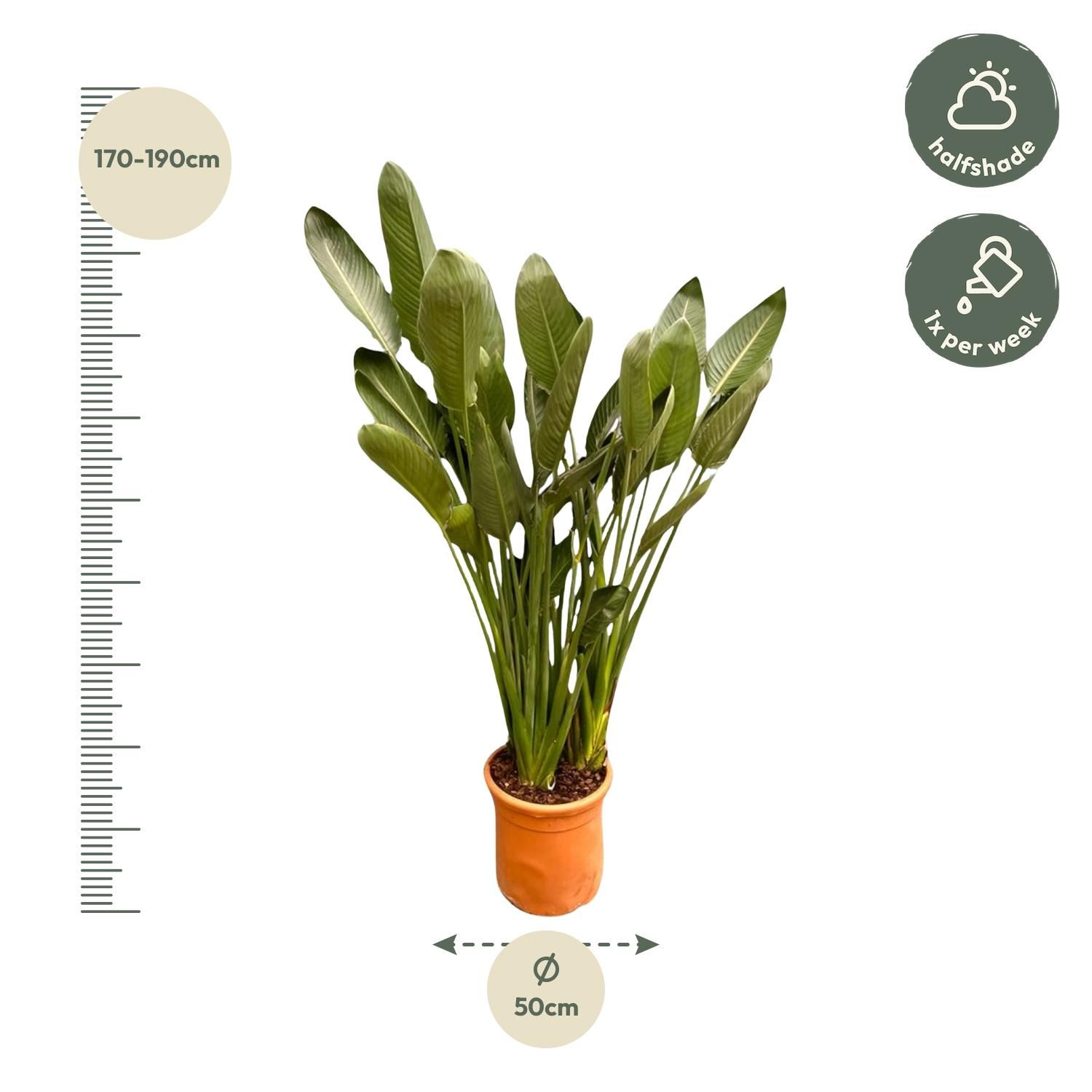Strelitzia Reginae Paradiesvogelpflanze