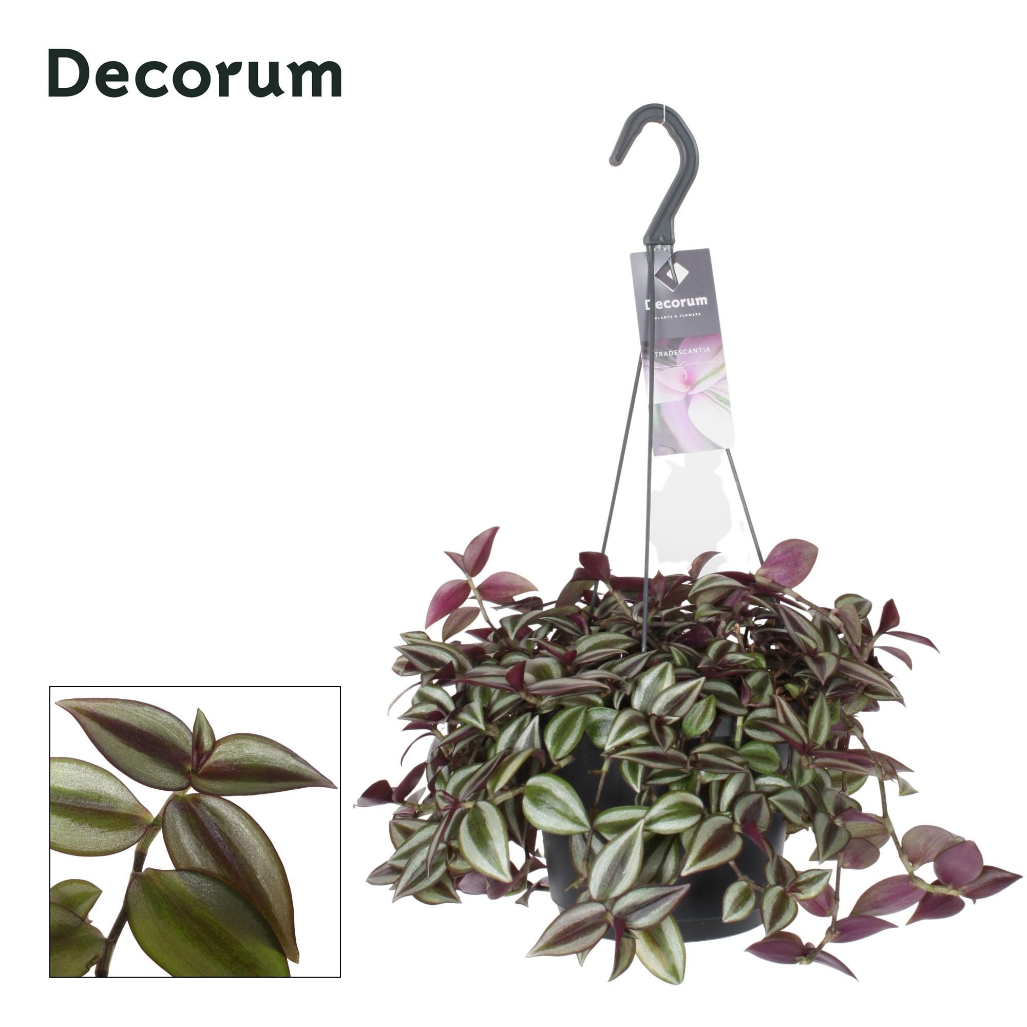 Tradescantia Zebrina Purpusii Zimmerpflanze