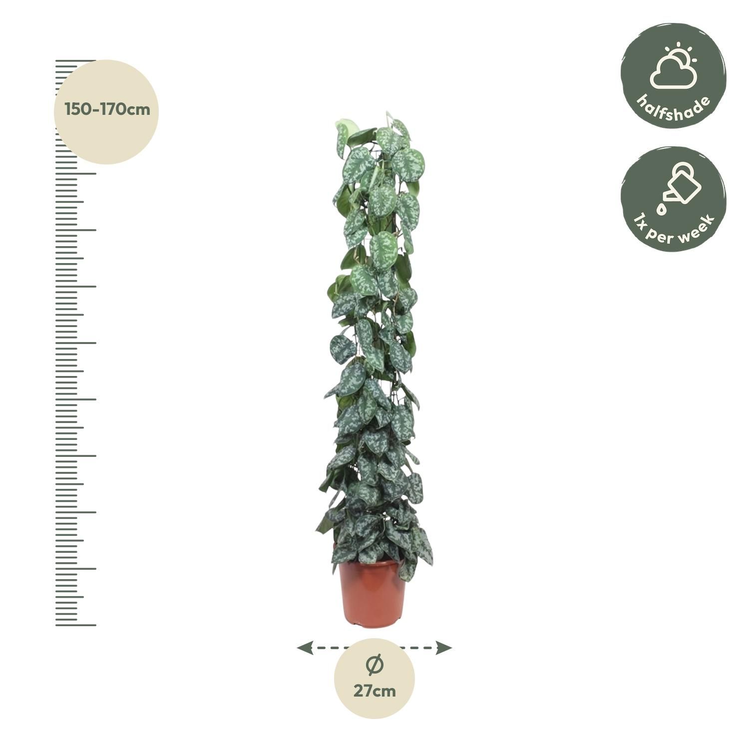 Scindapsus Pictus Trebie Kletterpflanze