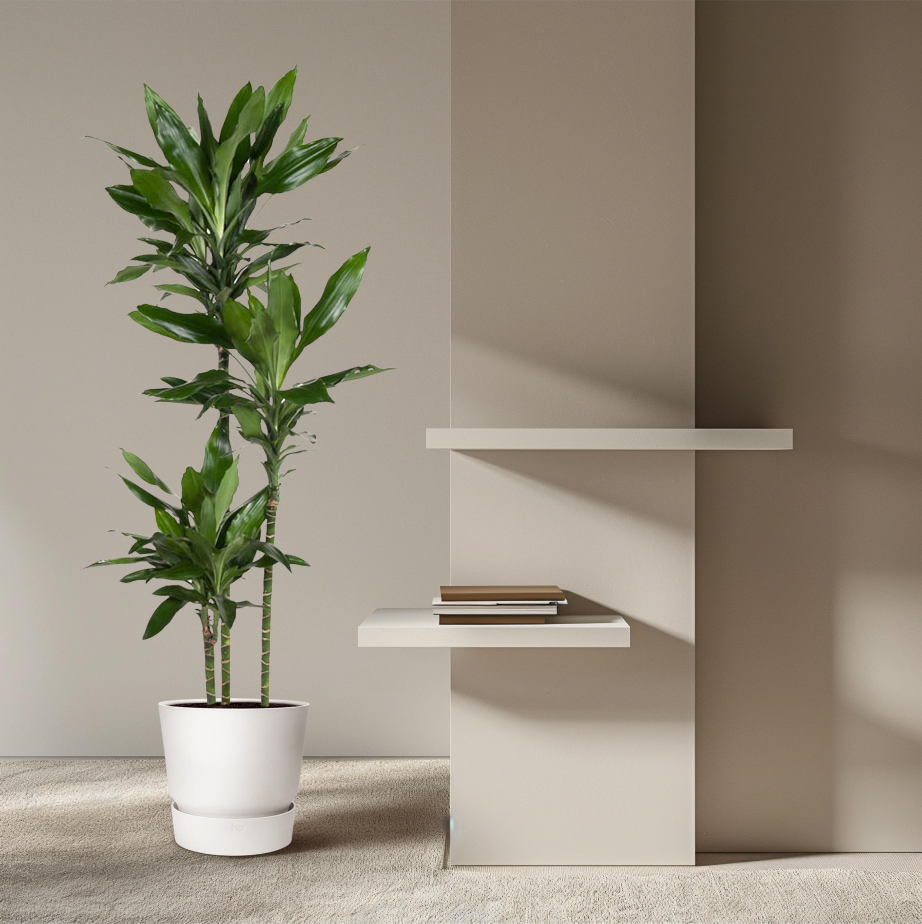 Dracaena Janet Lind Zimmerpflanze