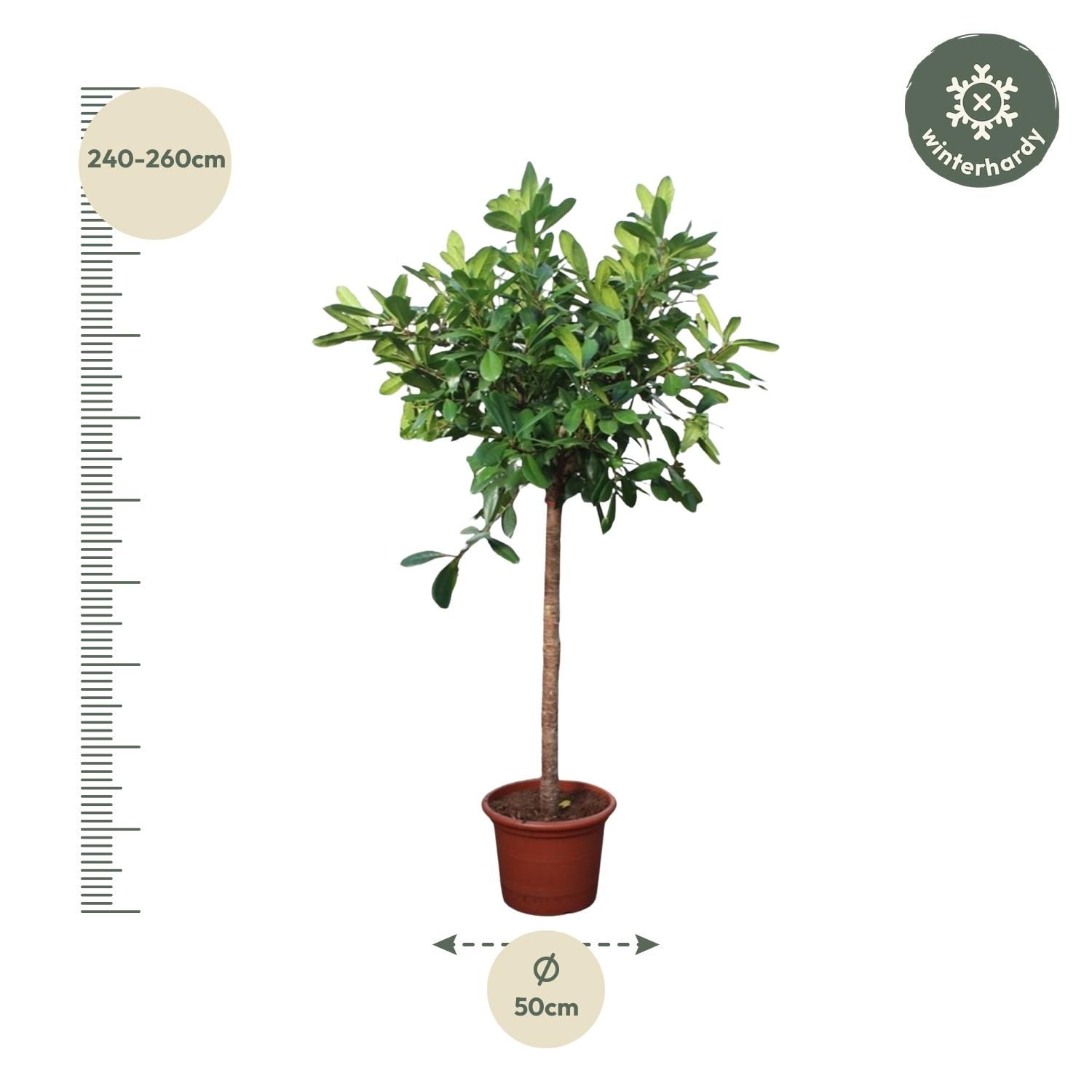 Ficus Cyathistipula Baum